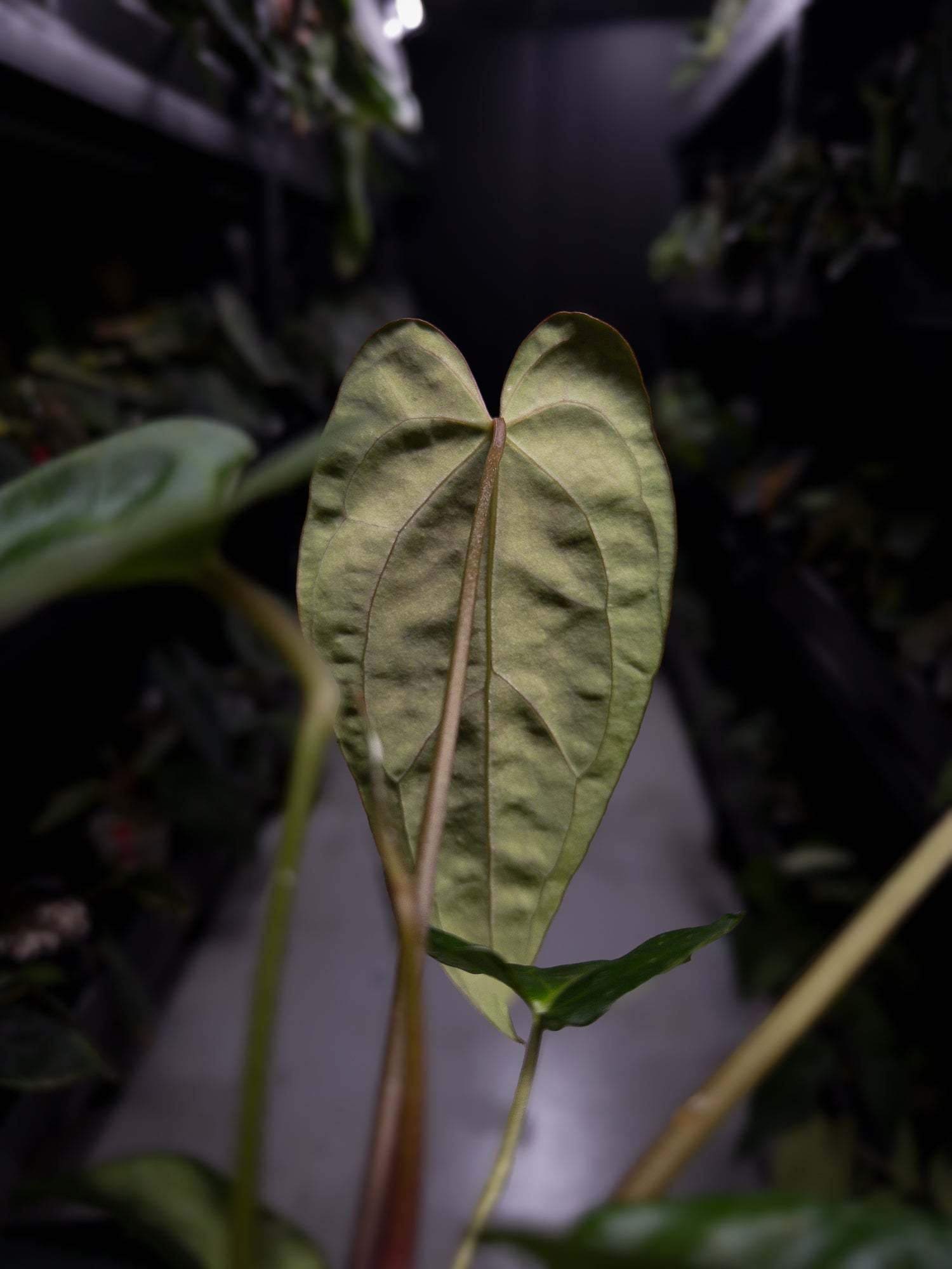 Anthurium #DarkMalice • (('Midnight Velvet' x crystallinum) x besseae aff 'Elektra')