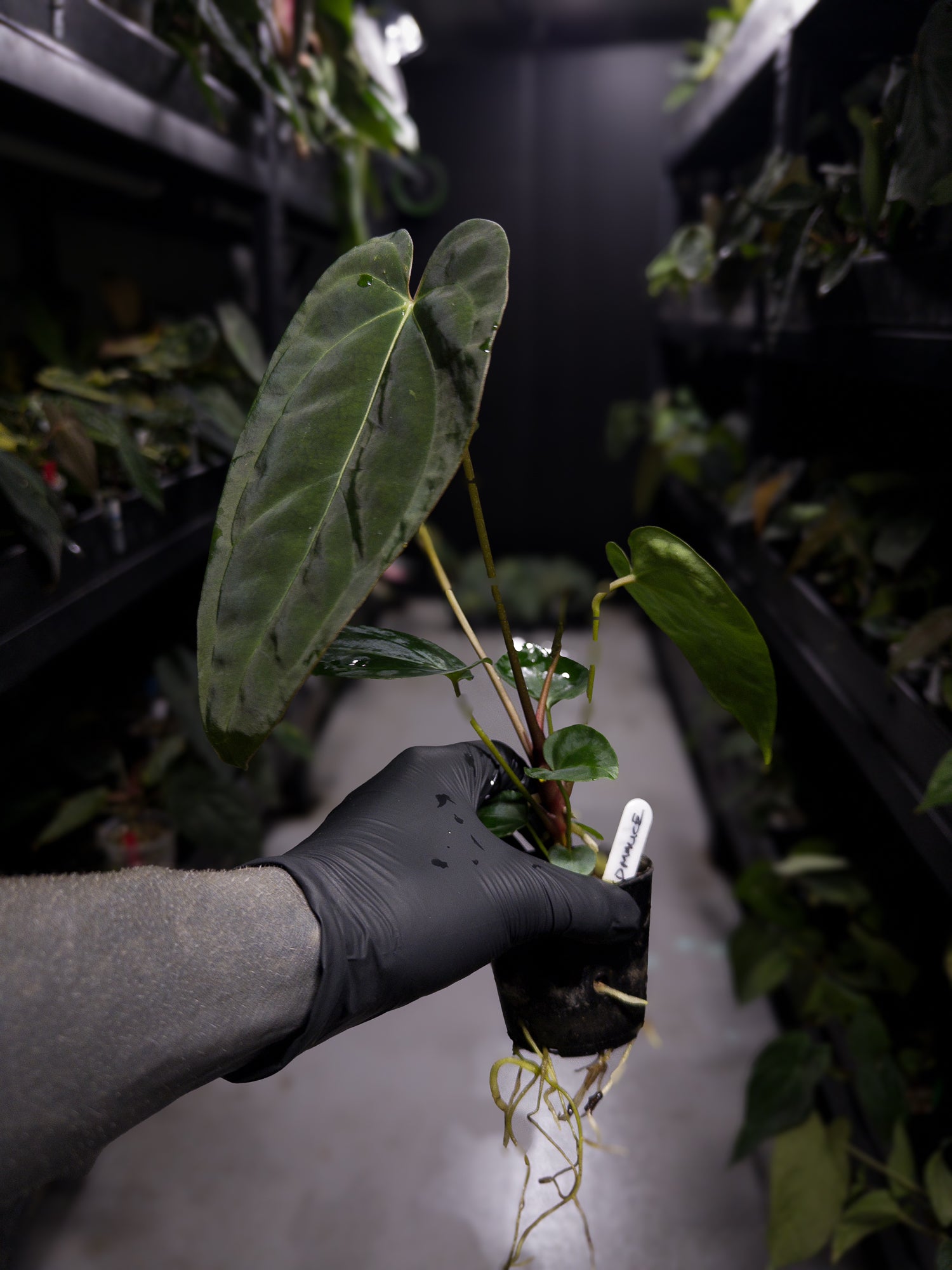 Anthurium #DarkMalice • (('Midnight Velvet' x crystallinum) x besseae aff 'Elektra')
