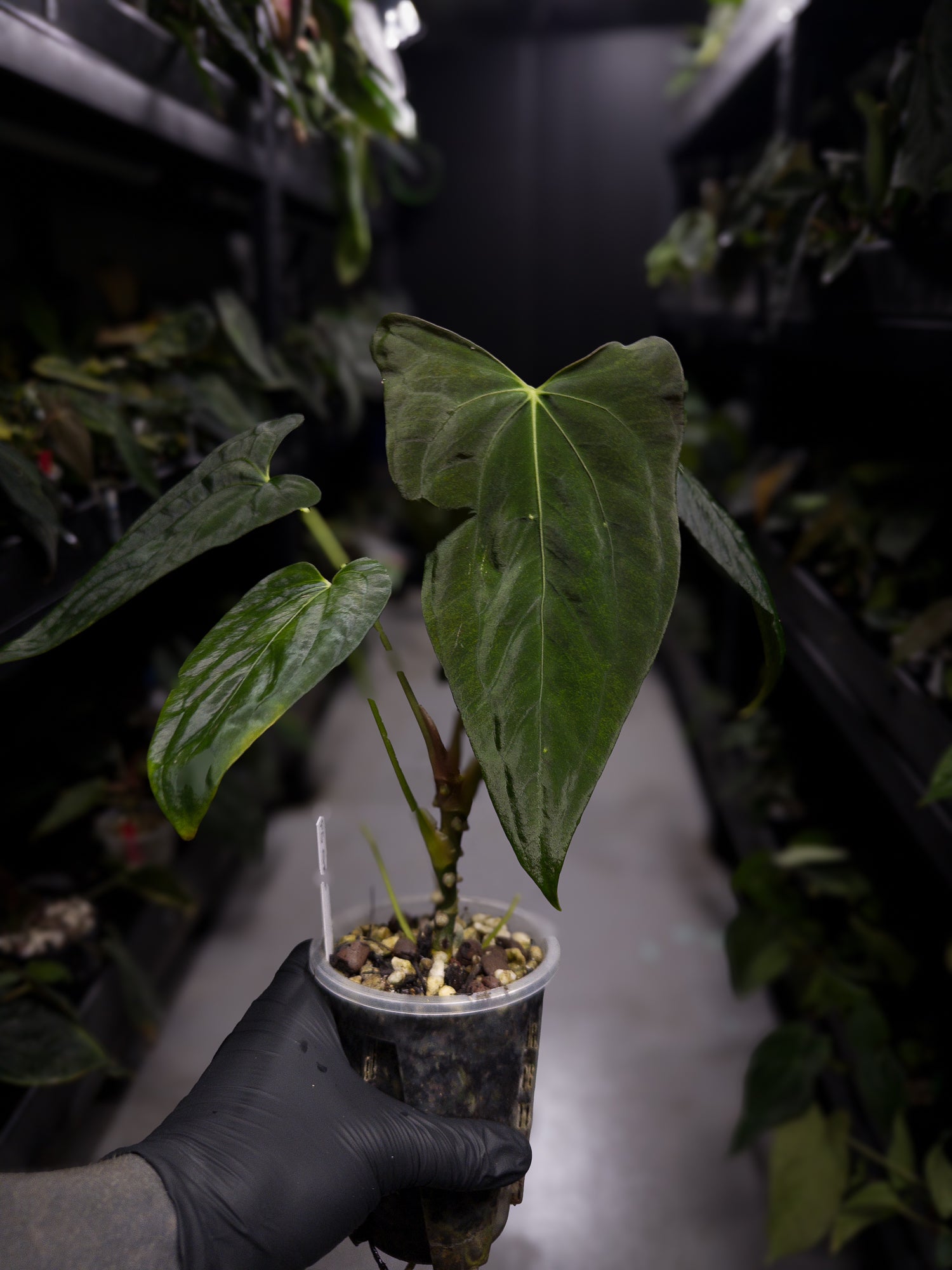 Anthurium papillilaminum 'Fort Sherman' x self