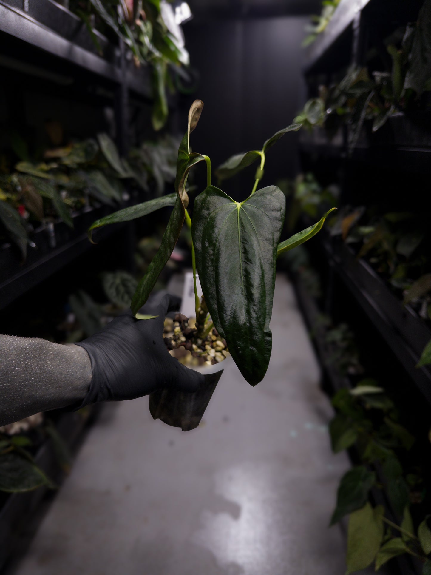 Anthurium papillilaminum 'Fort Sherman' x self