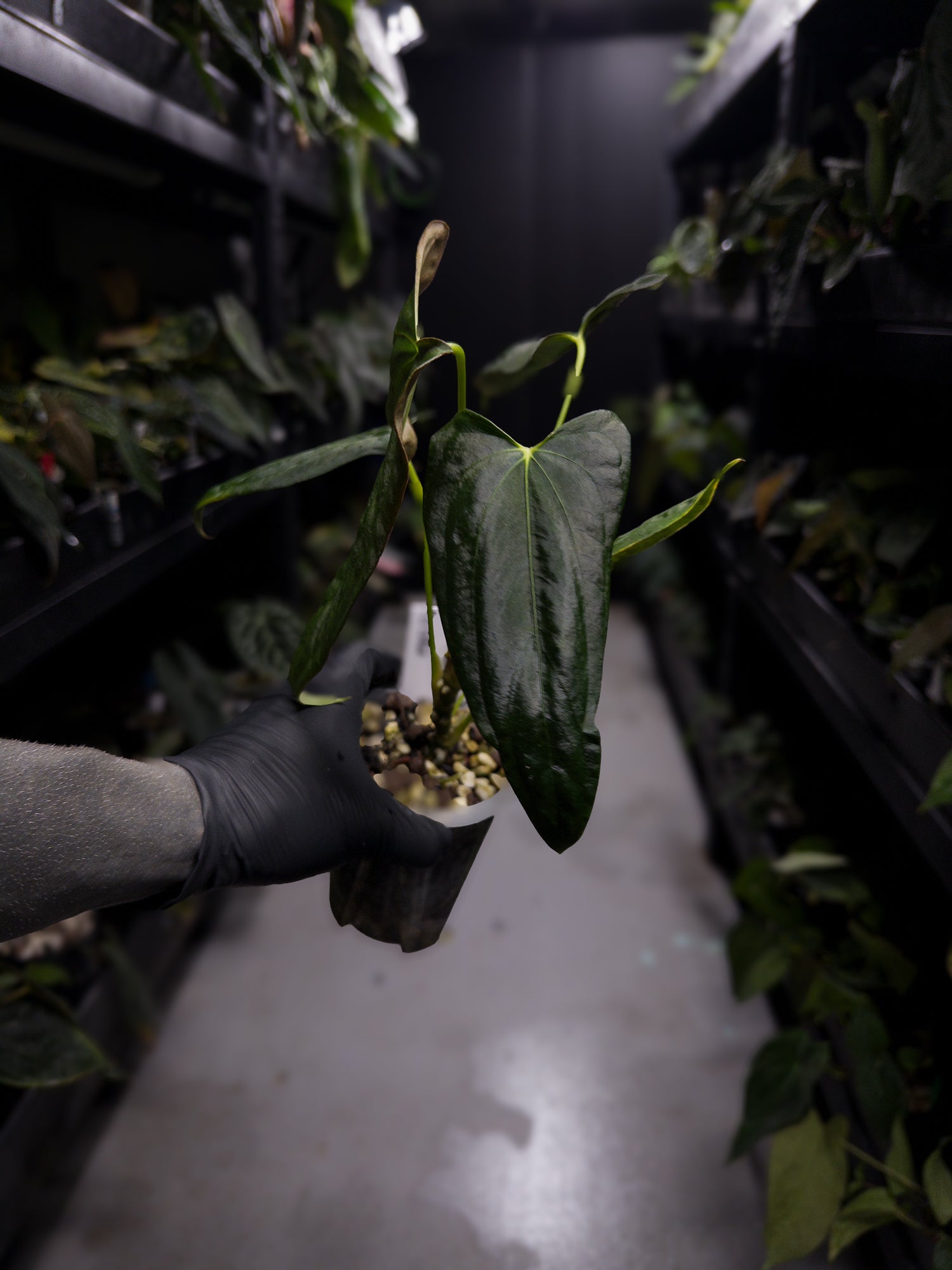 Anthurium papillilaminum 'Fort Sherman' x self