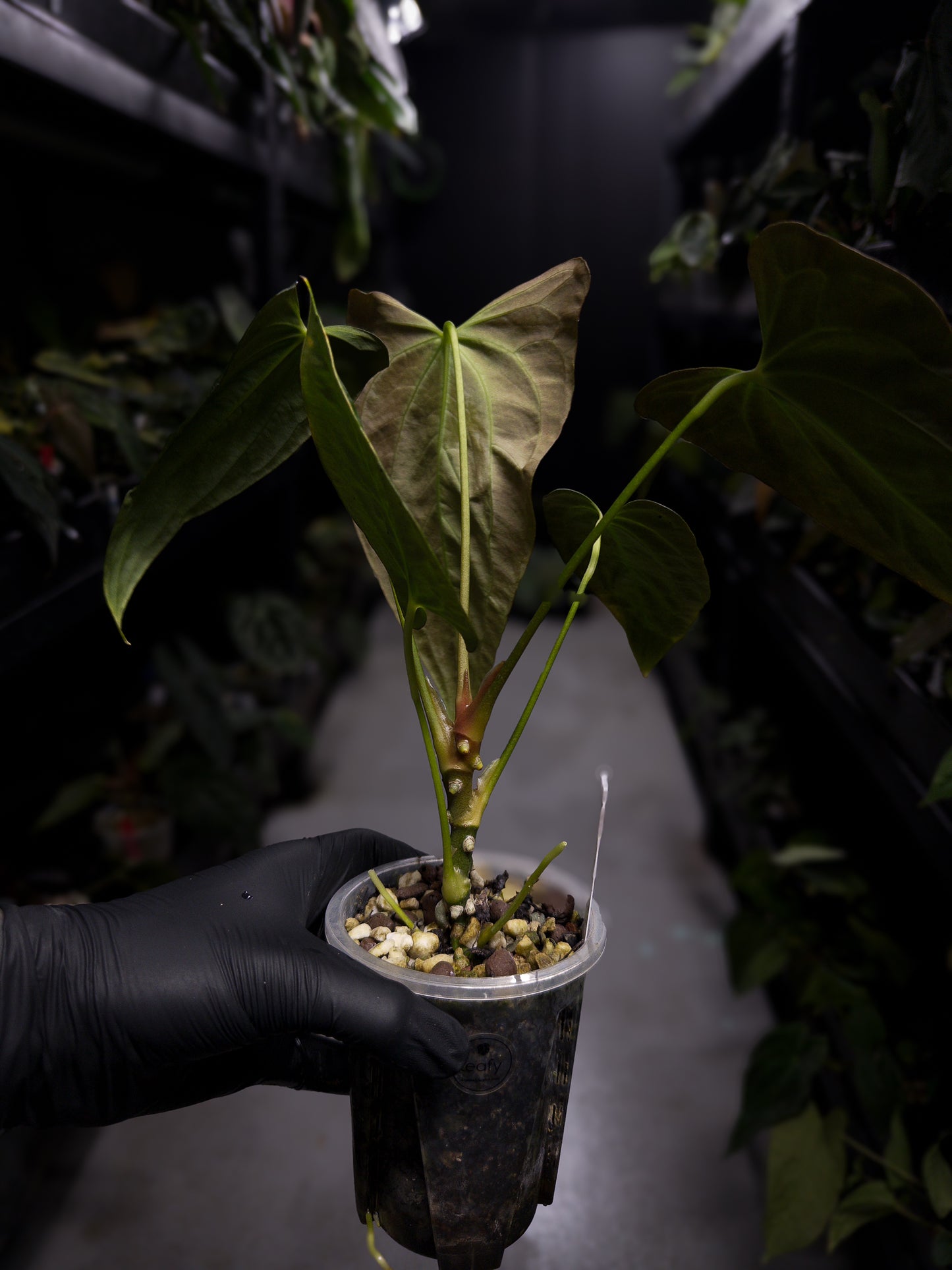 Anthurium papillilaminum 'Fort Sherman' x self