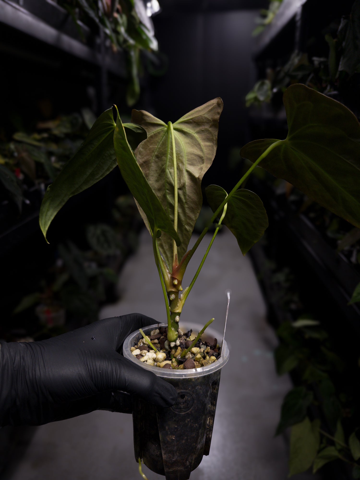 Anthurium papillilaminum 'Fort Sherman' x self