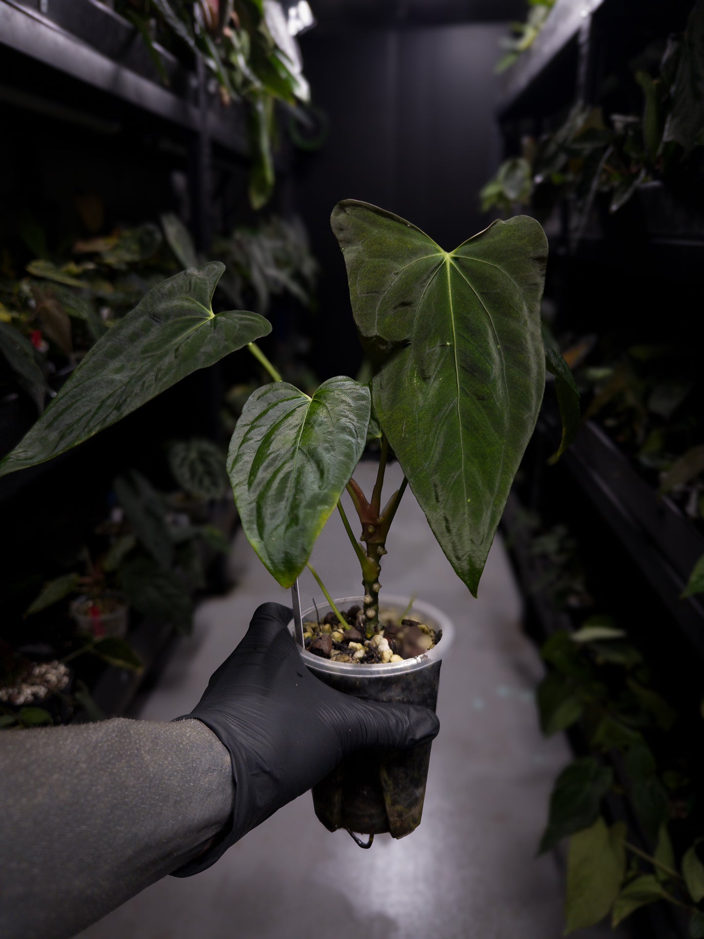 Anthurium papillilaminum 'Fort Sherman' x self