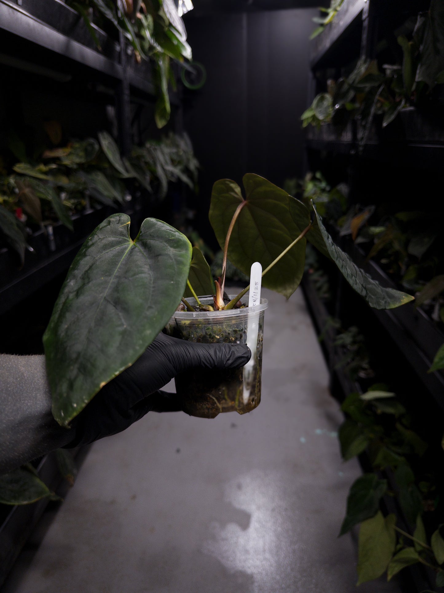 Anthurium ('Midnight Velvet' x crystallinum) x #BlackCherry 'Red' • select plant