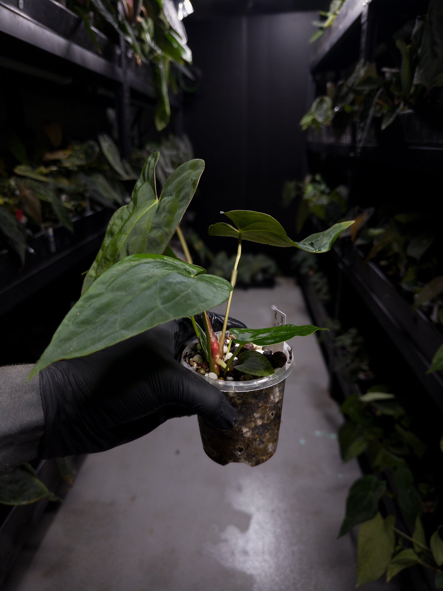 Anthurium papillilaminum ('Marshellini' x 'Dadbod') x 'RA8'