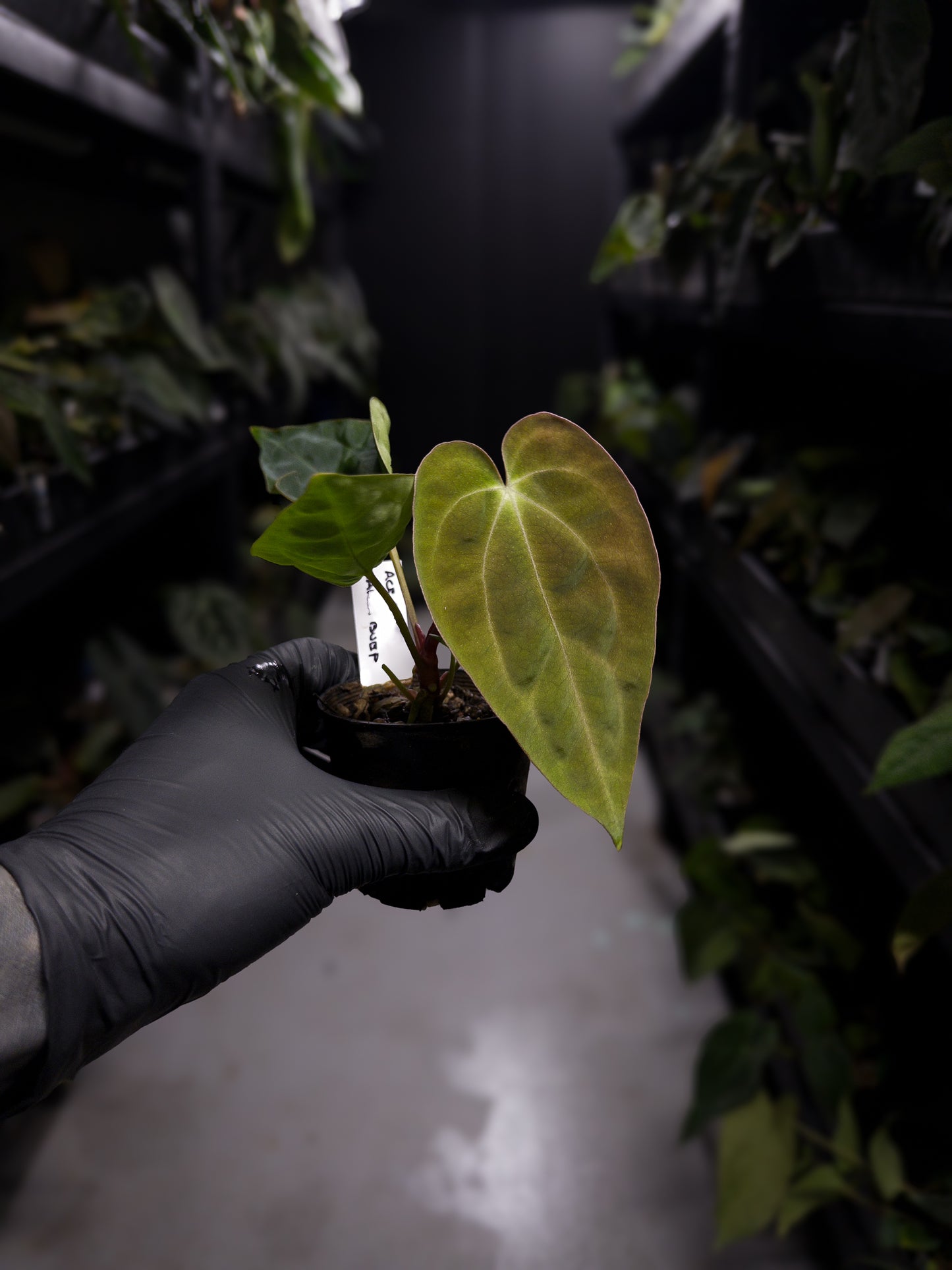 Anthurium ('AOS' x 'BVEP') x (carlablackiae x 'BVEP') • pink veins