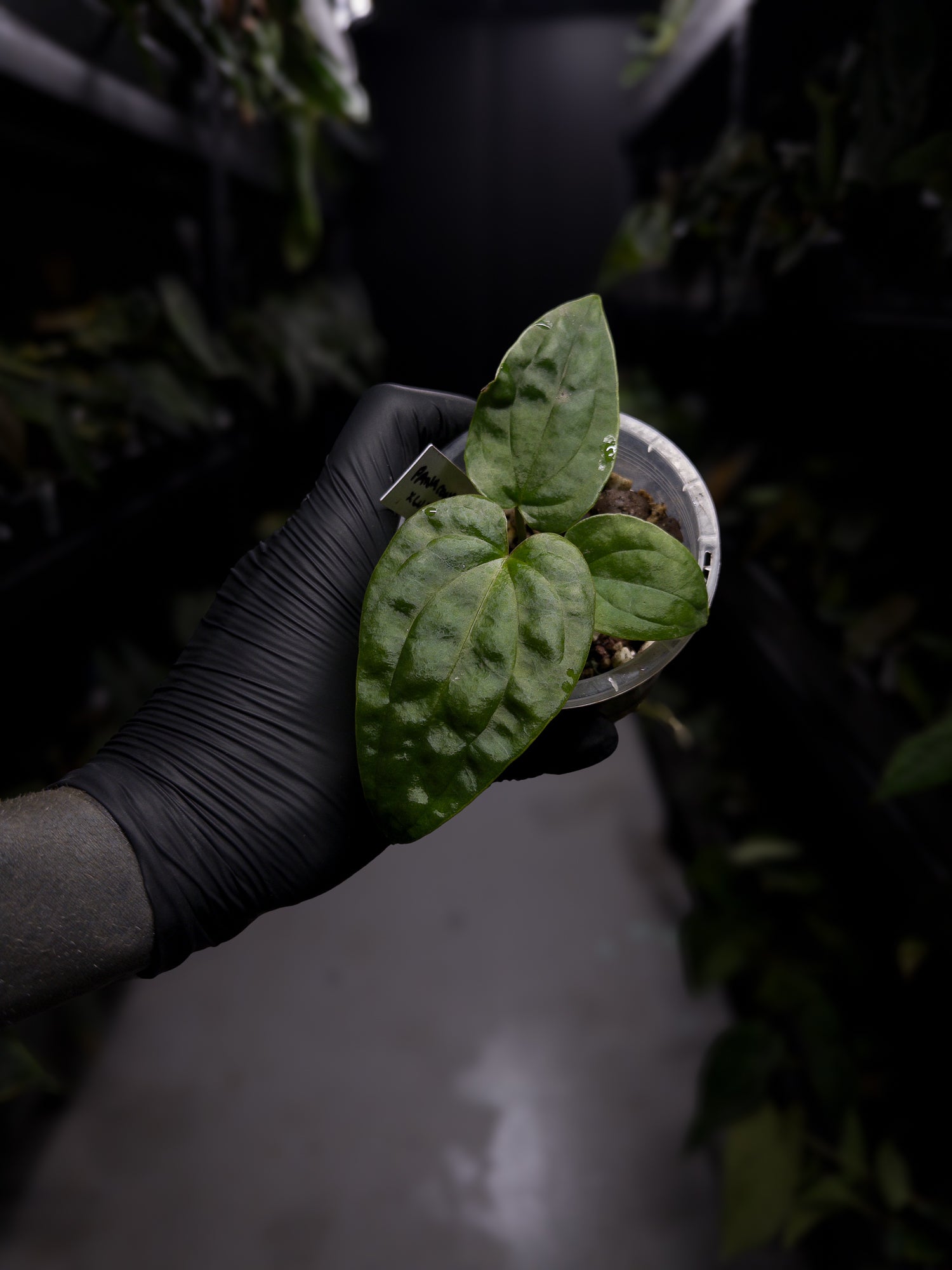 Anthurium ((pap x dress) x panamense) #Panaconda x luxurians