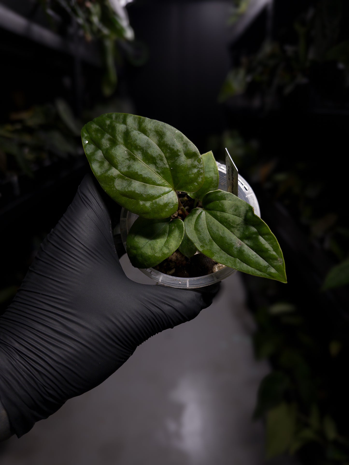 Anthurium ((pap x dress) x panamense) #Panaconda x luxurians