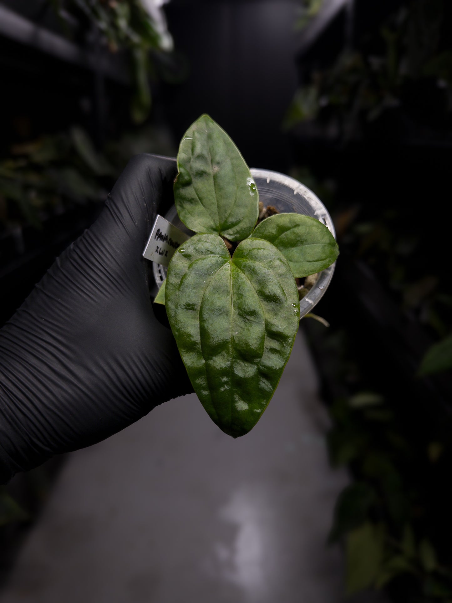Anthurium ((pap x dress) x panamense) #Panaconda x luxurians