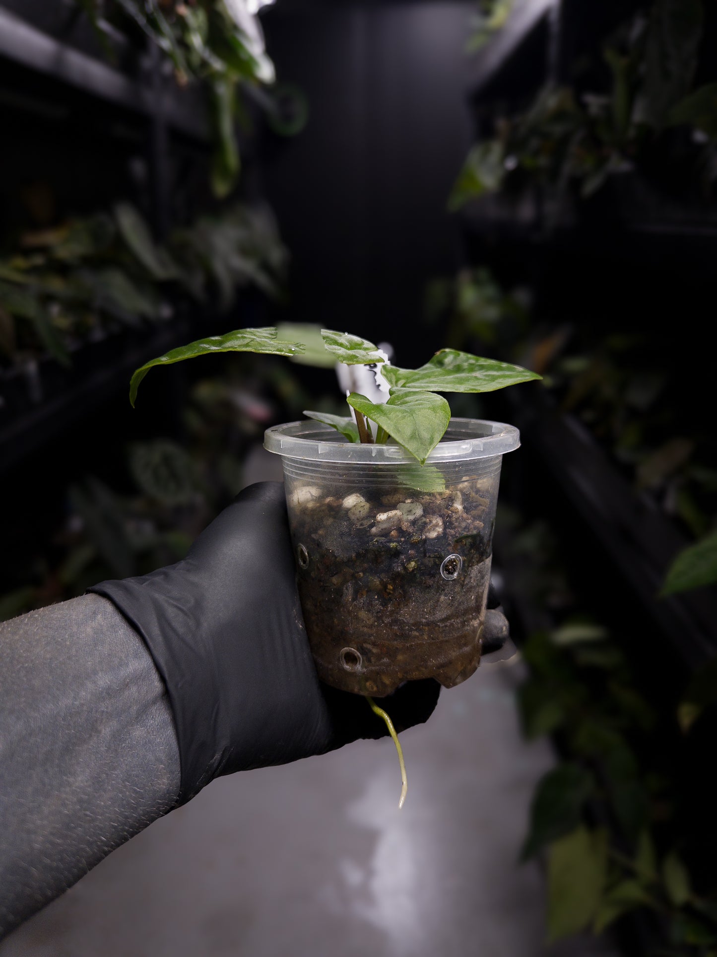 Anthurium ((pap x dress) x panamense) #Panaconda x luxurians