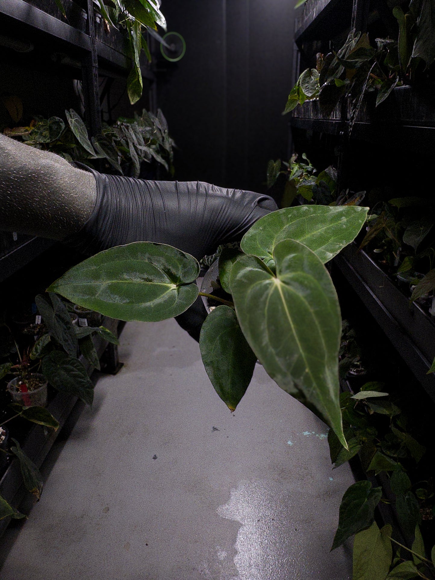 Anthurium carlablackiae x 'RVDP'