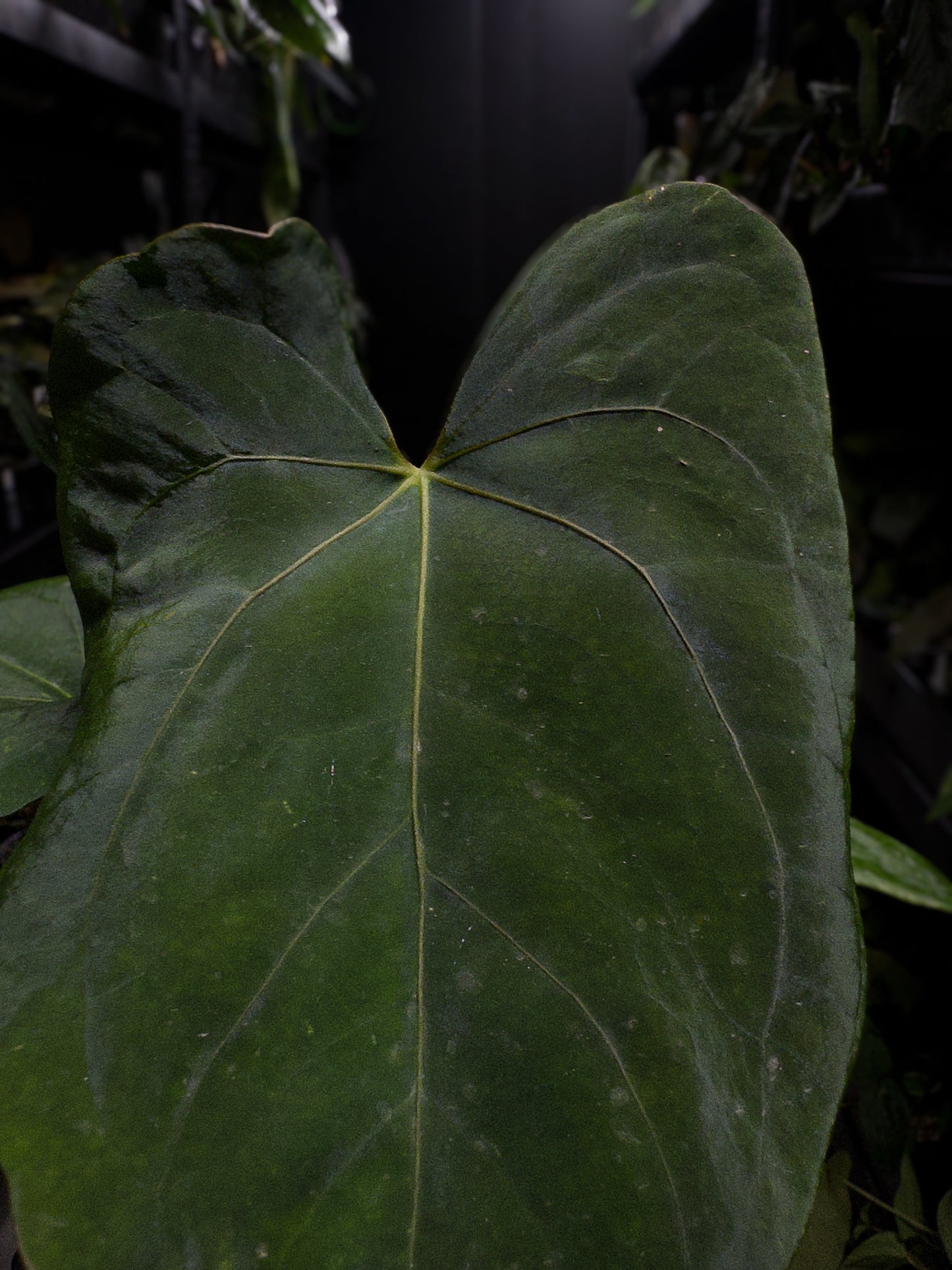 Anthurium papillilaminum 'Ree Gardens' x 'Red Vein Dark Phoenix' / 'RVDP'