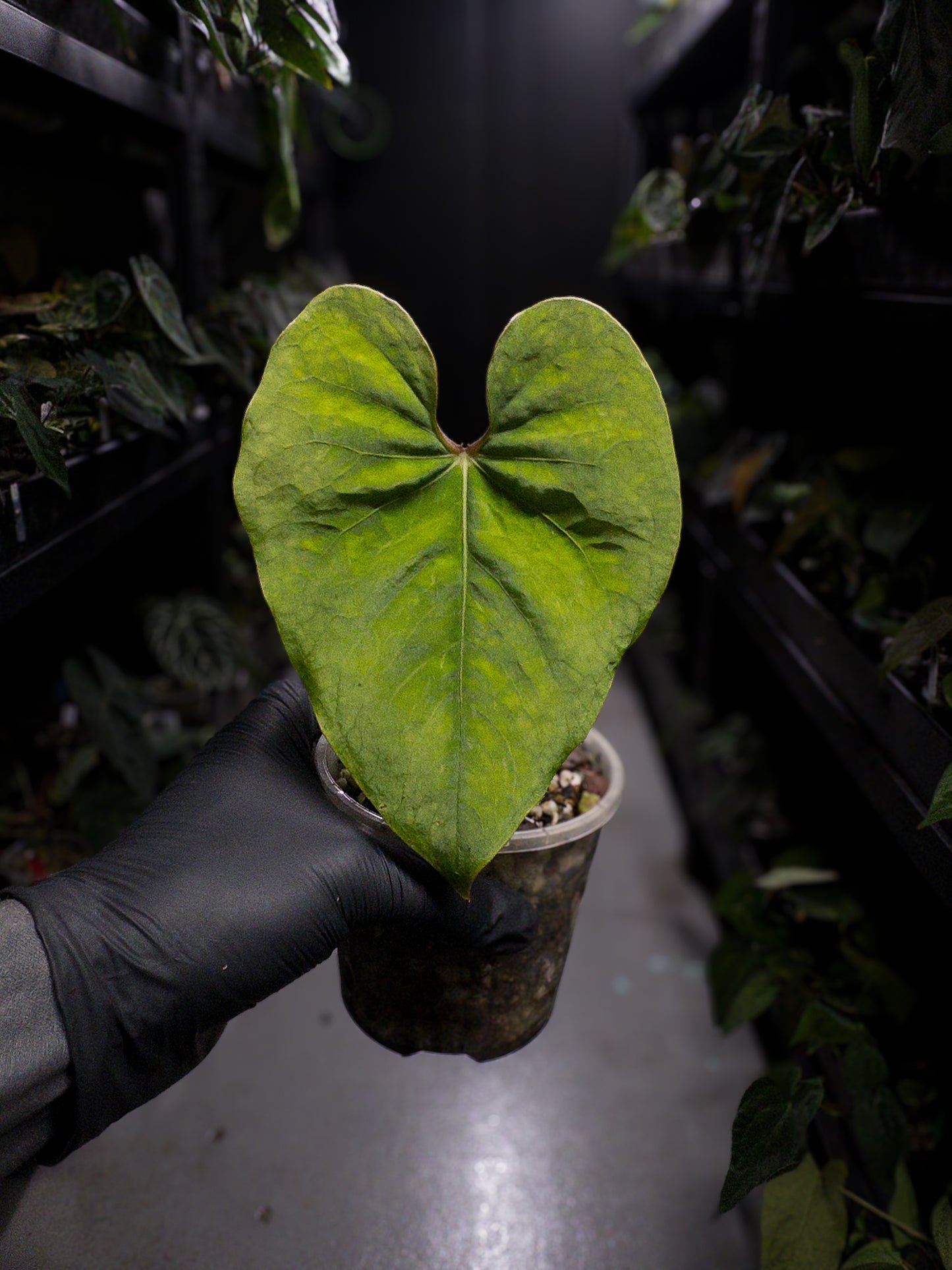 Anthurium sp. Peru 'Huanuco Velvet' / cf. sagittatum velvet