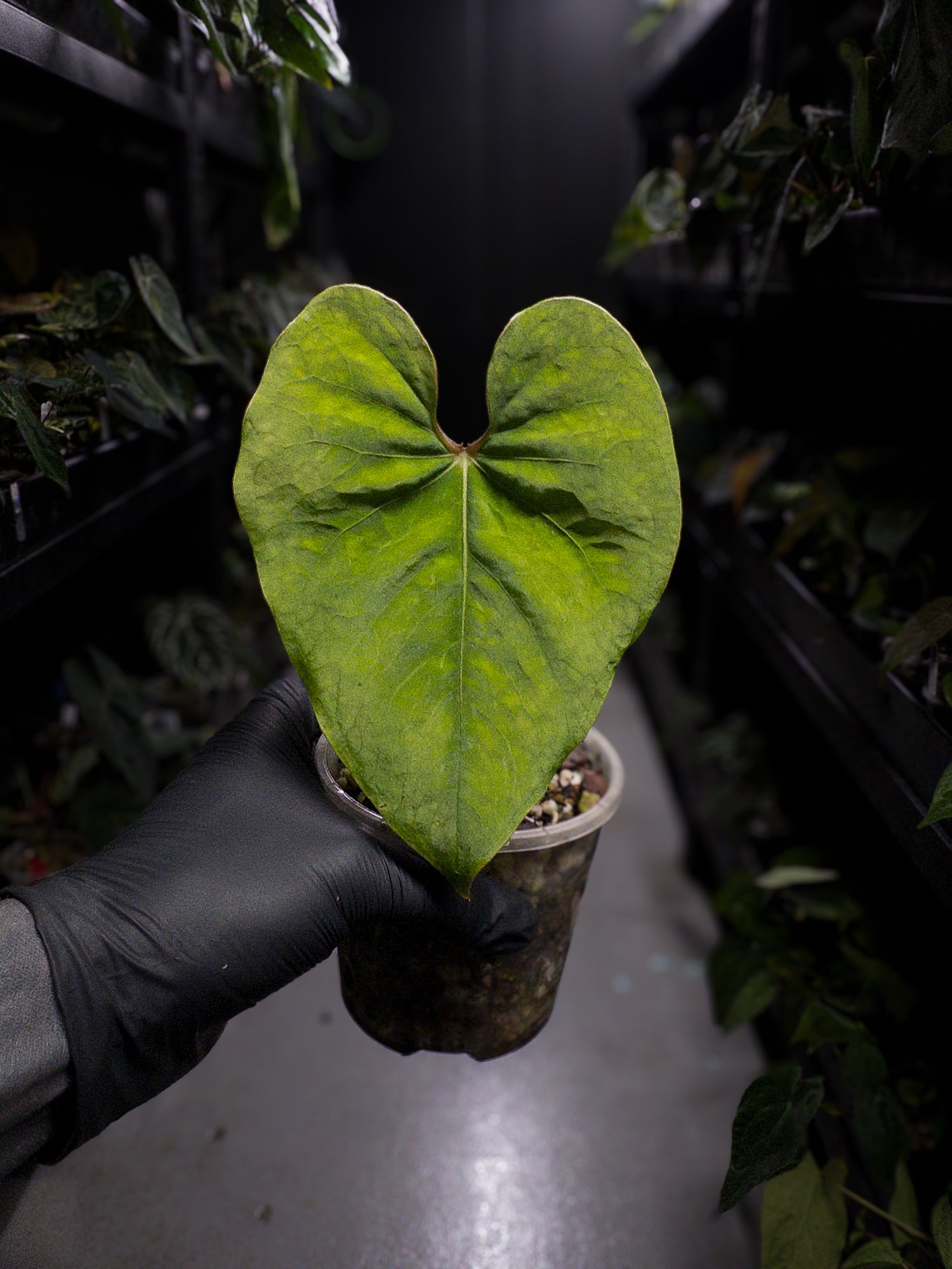 Anthurium sp. Peru 'Huanuco Velvet' / cf. sagittatum velvet