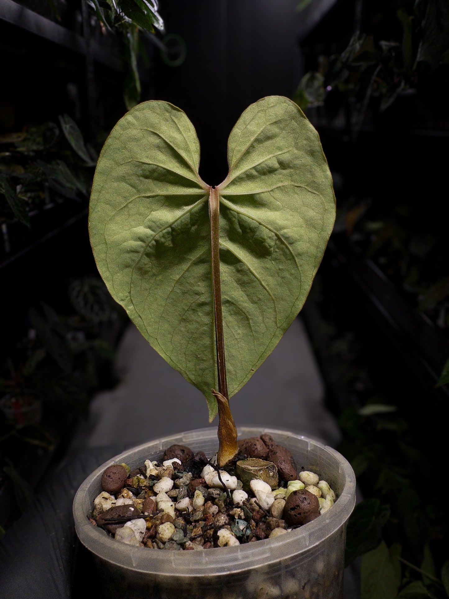 Anthurium sp. Peru 'Huanuco Velvet' / cf. sagittatum velvet