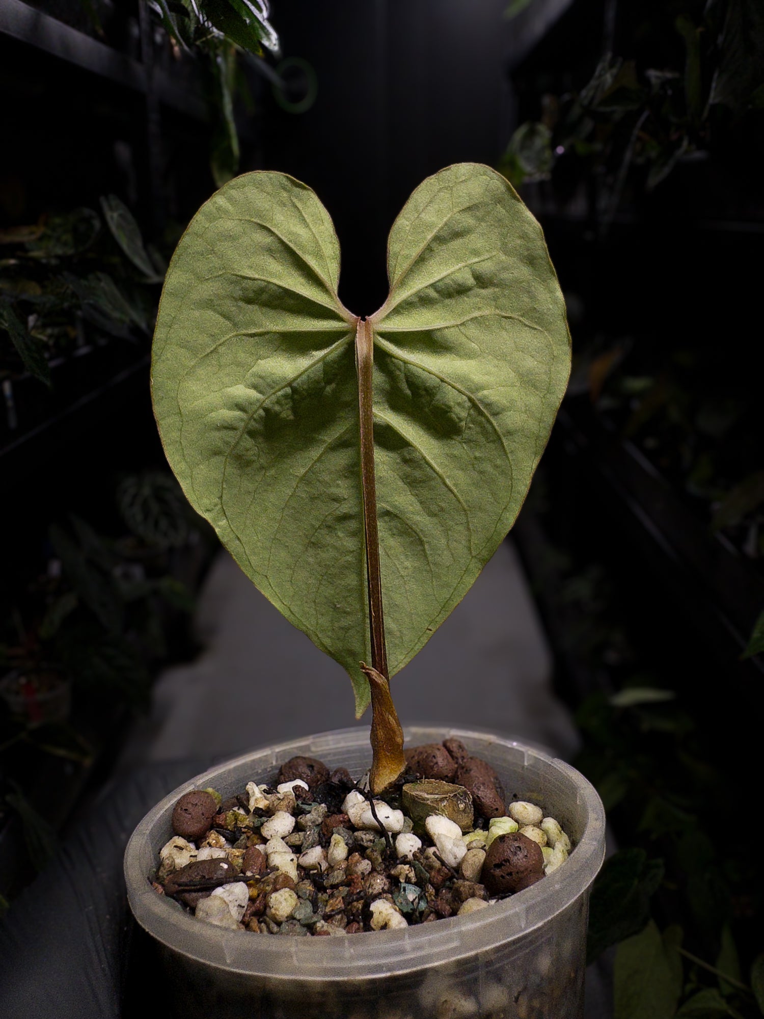 Anthurium sp. Peru 'Huanuco Velvet' / cf. sagittatum velvet