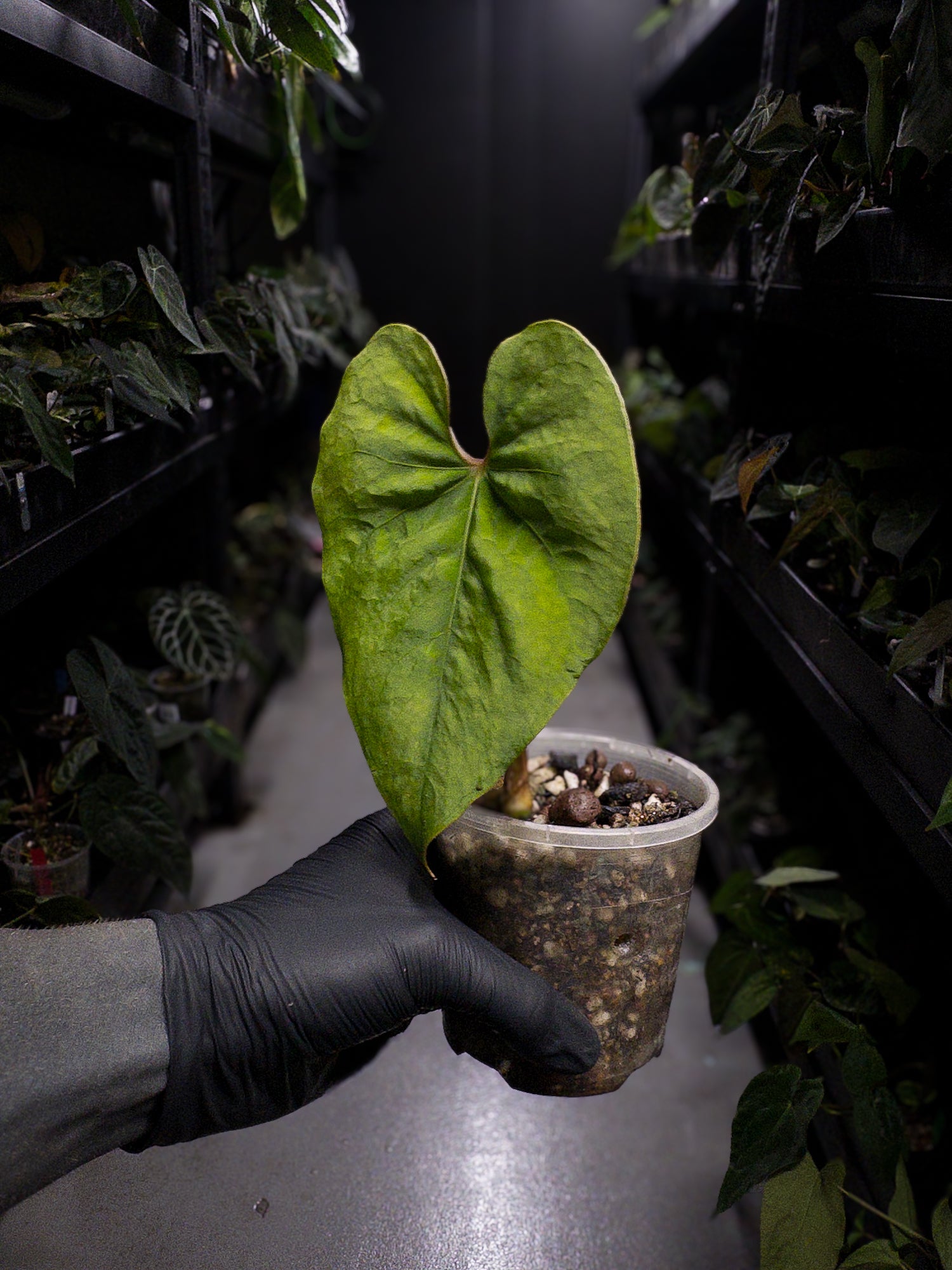 Anthurium sp. Peru 'Huanuco Velvet' / cf. sagittatum velvet