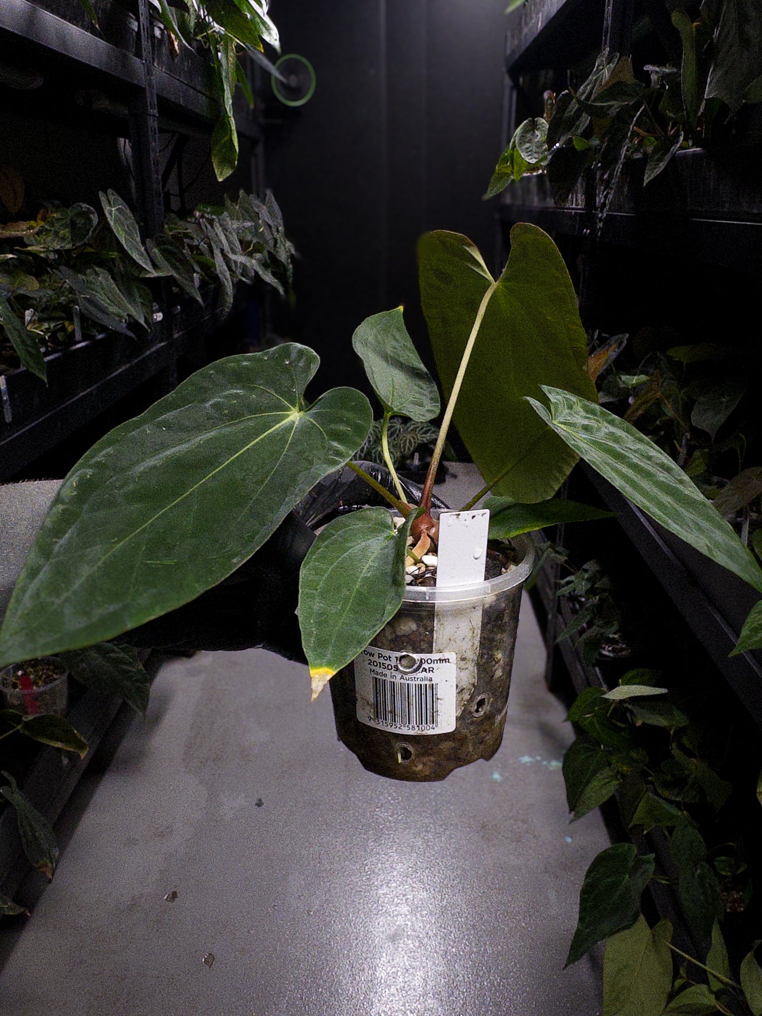 Anthurium papillilaminum x antolakii / 'BVEP'