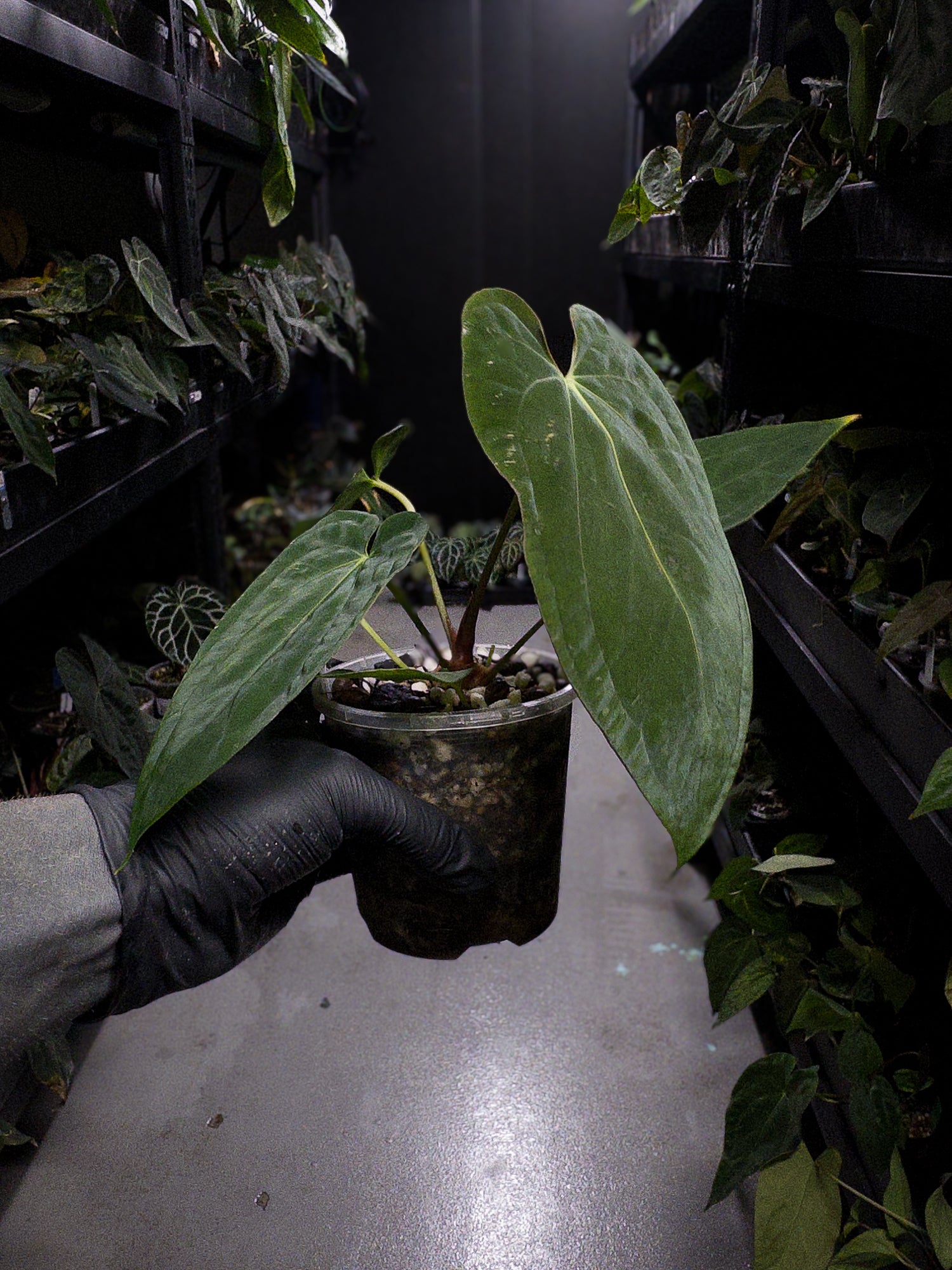 Anthurium papillilaminum x antolakii / 'BVEP'