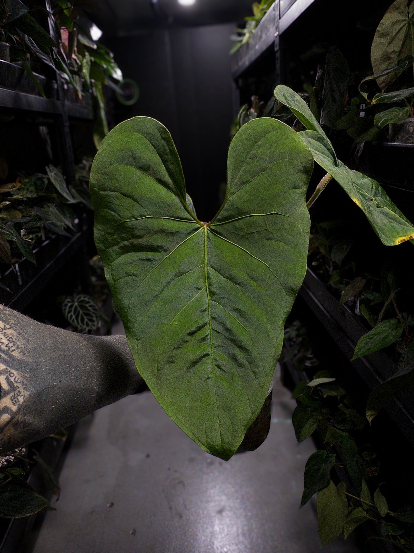 Anthurium sp. Peru 'Huanuco Velvet' / cf. sagittatum velvet