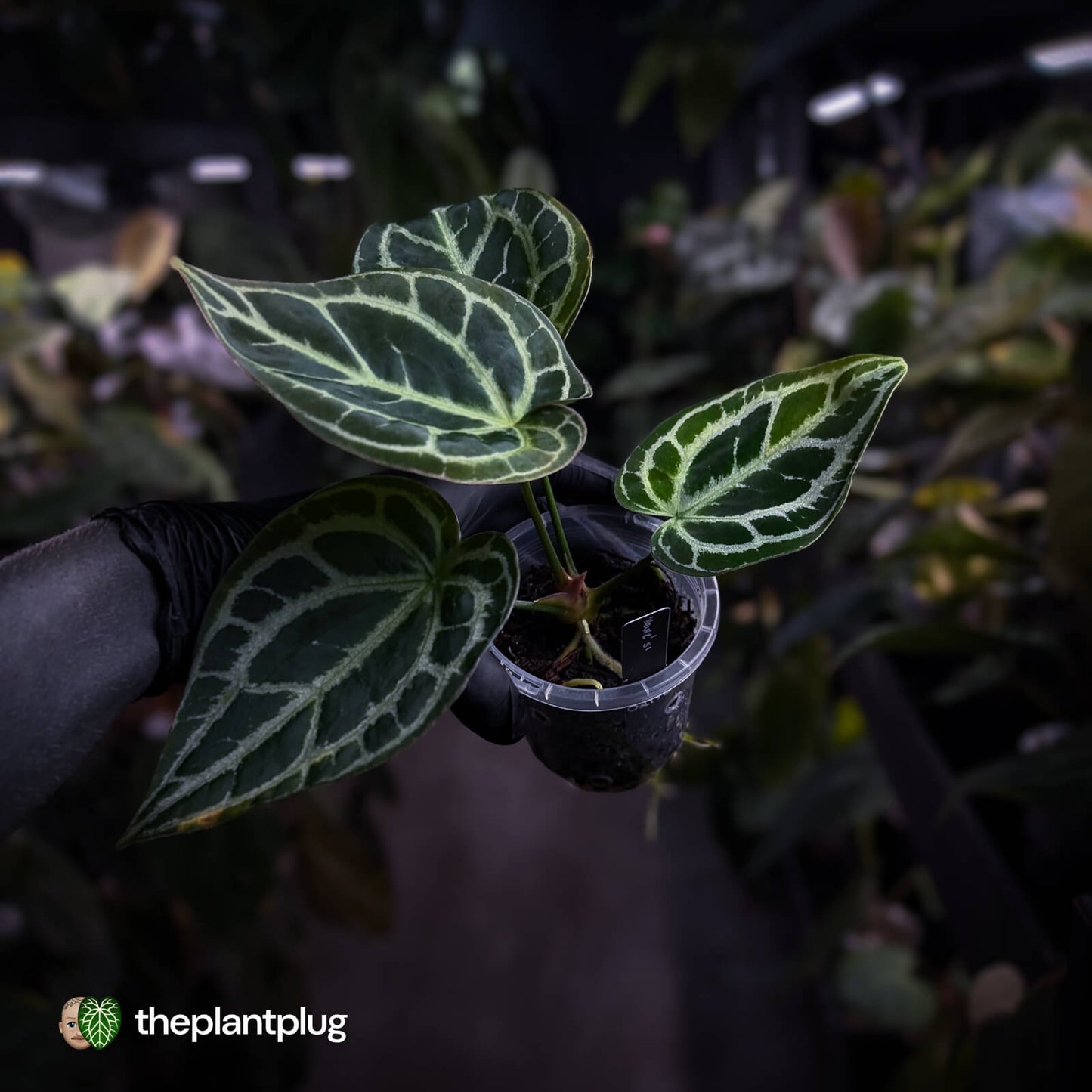 Anthurium 'Heinz' s1
