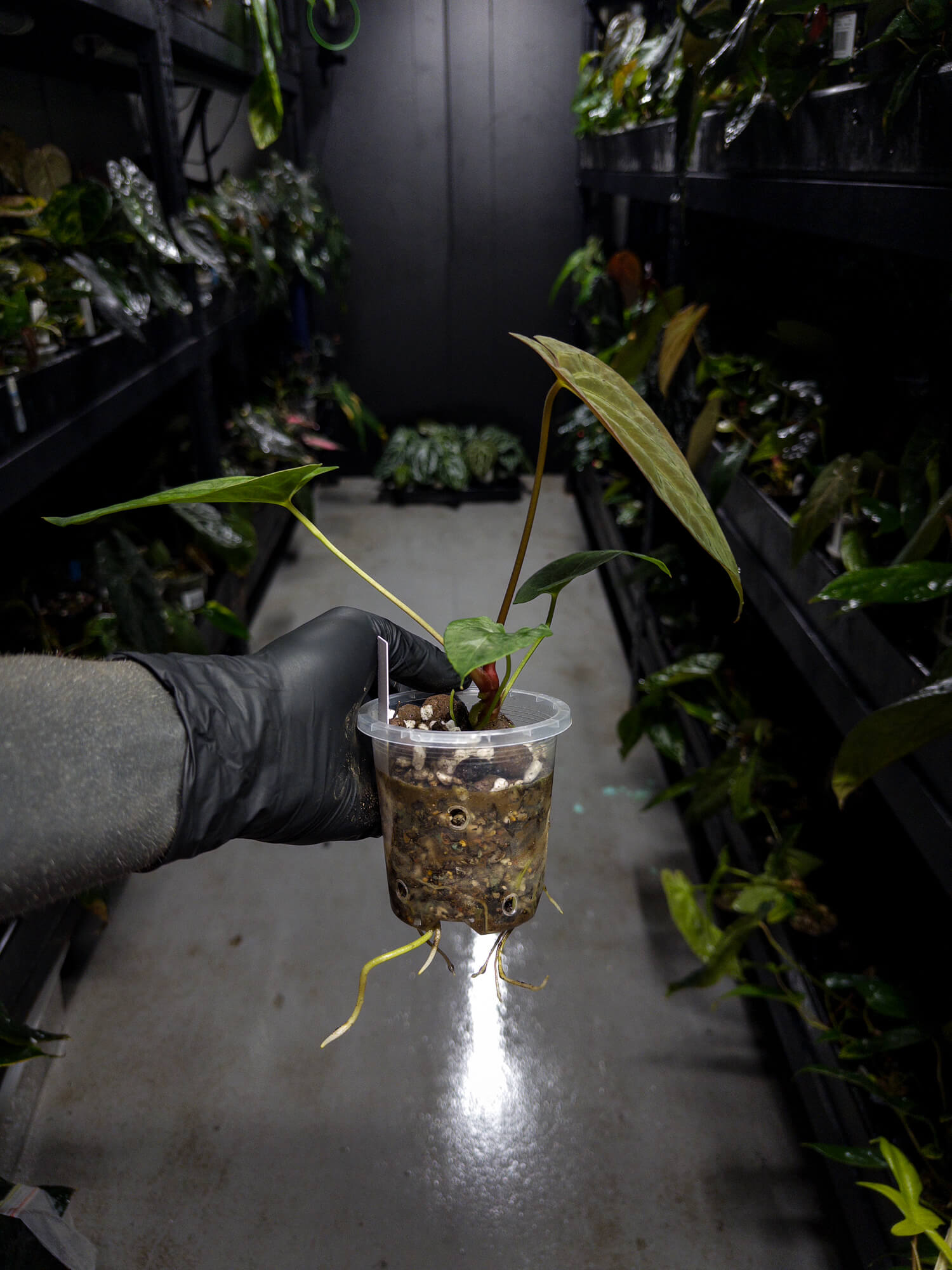 Anthurium papillilaminum x (antolakii / 'BVEP' x 'Dark Phoenix')