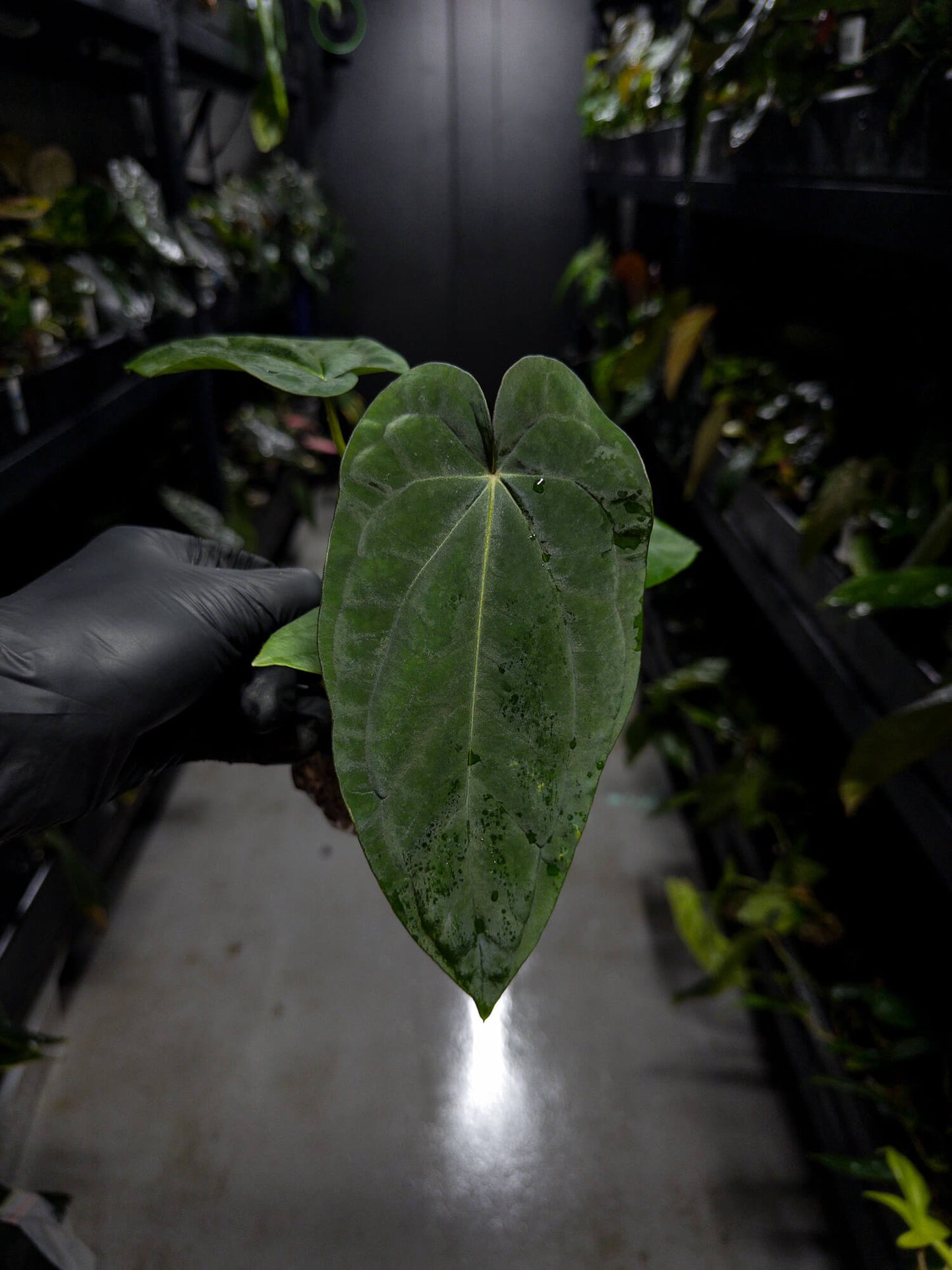 Anthurium (carlablackiae x dressleri 'RG') x antolakii / 'BVEP'