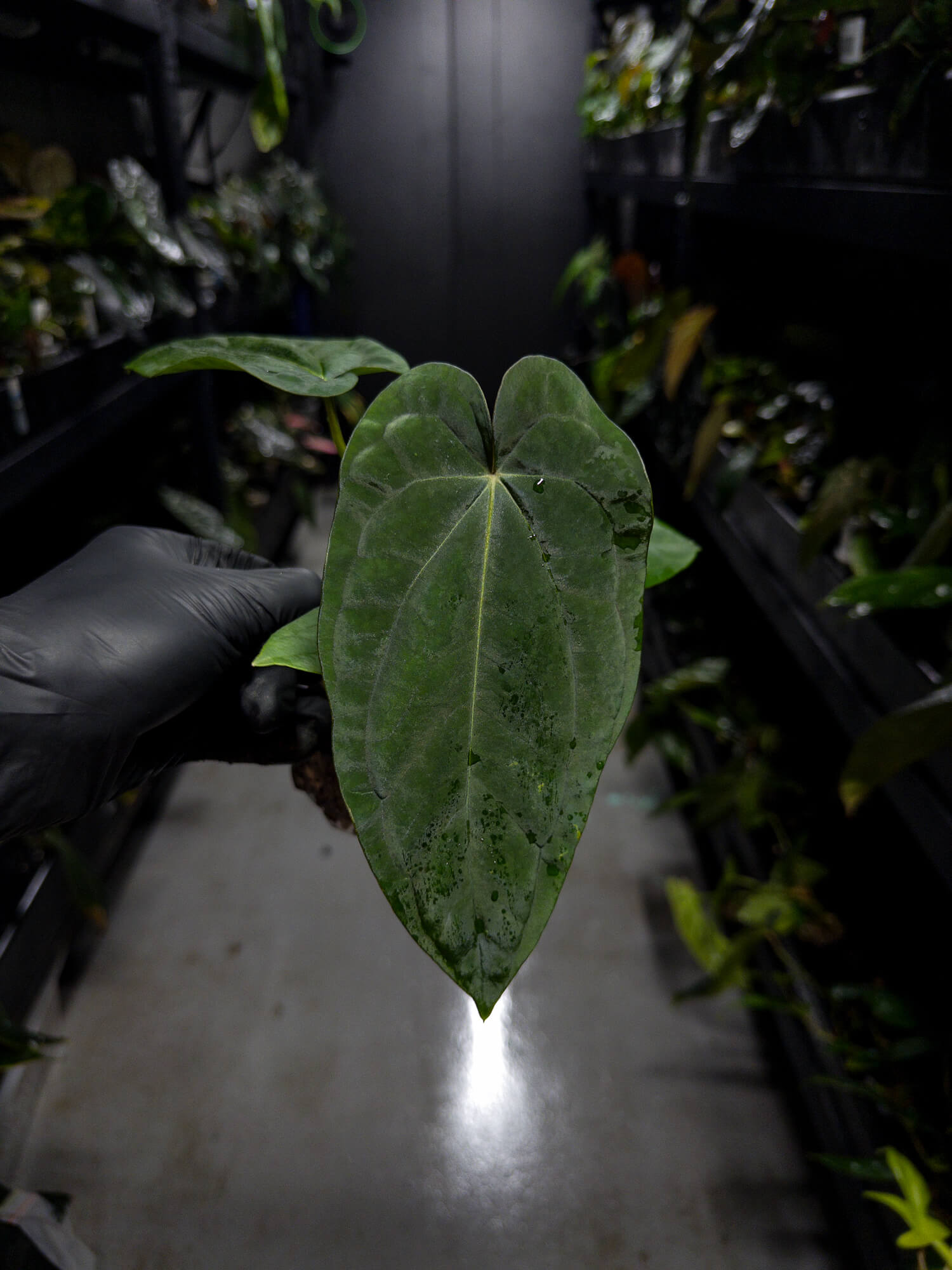 Anthurium (carlablackiae x dressleri 'RG') x antolakii / 'BVEP'