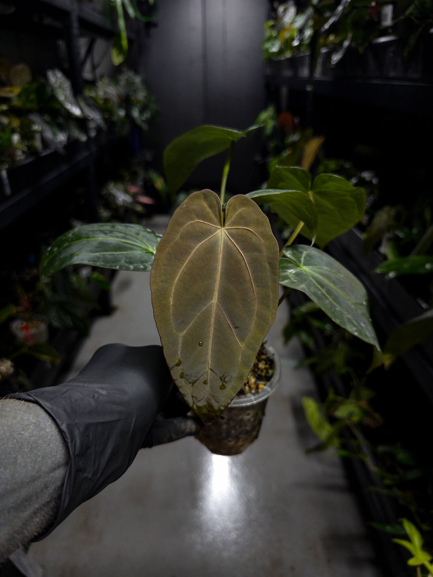 Anthurium lost tag / NOID