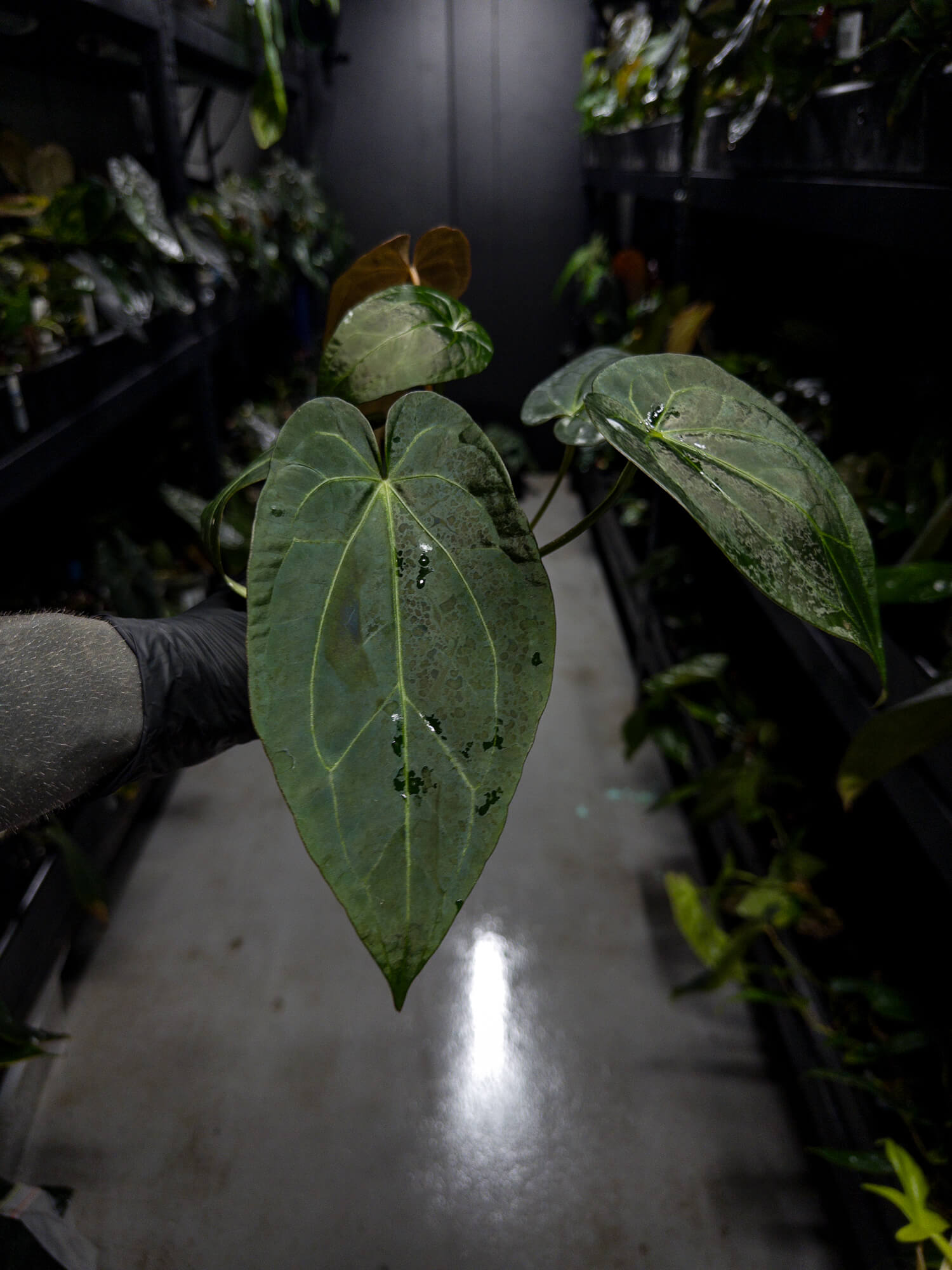 Anthurium lost tag / NOID