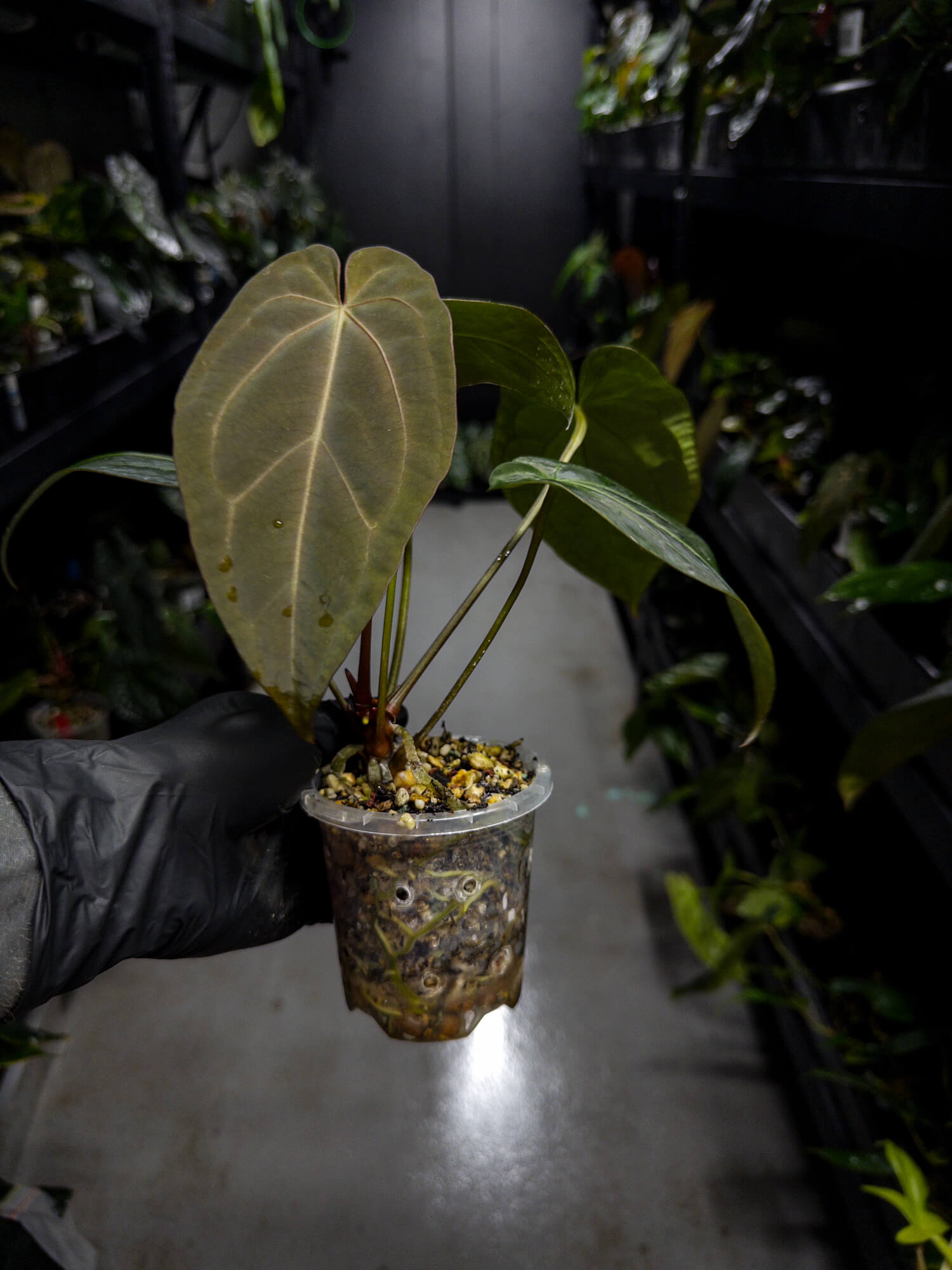 Anthurium lost tag / NOID