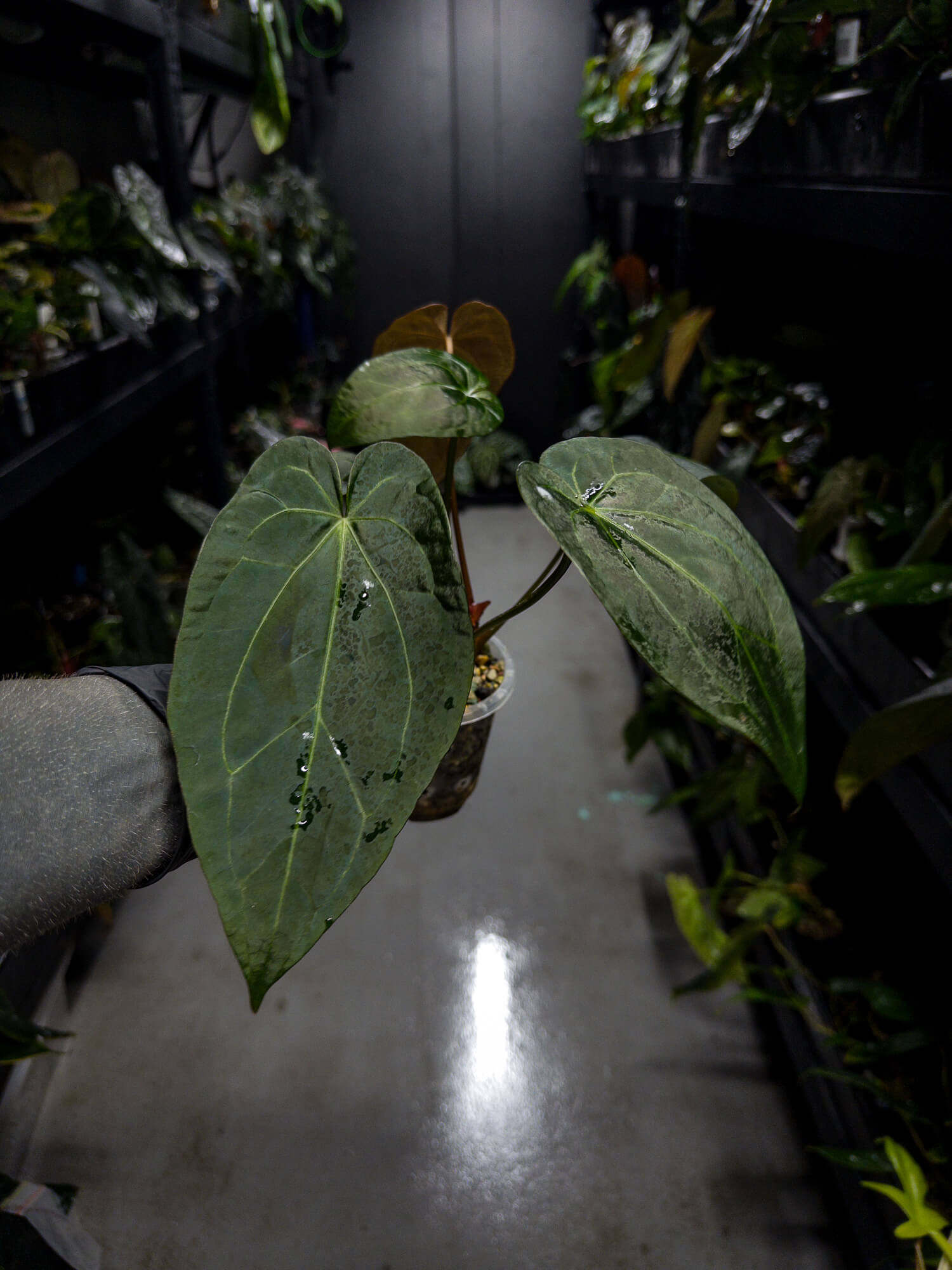 Anthurium lost tag / NOID