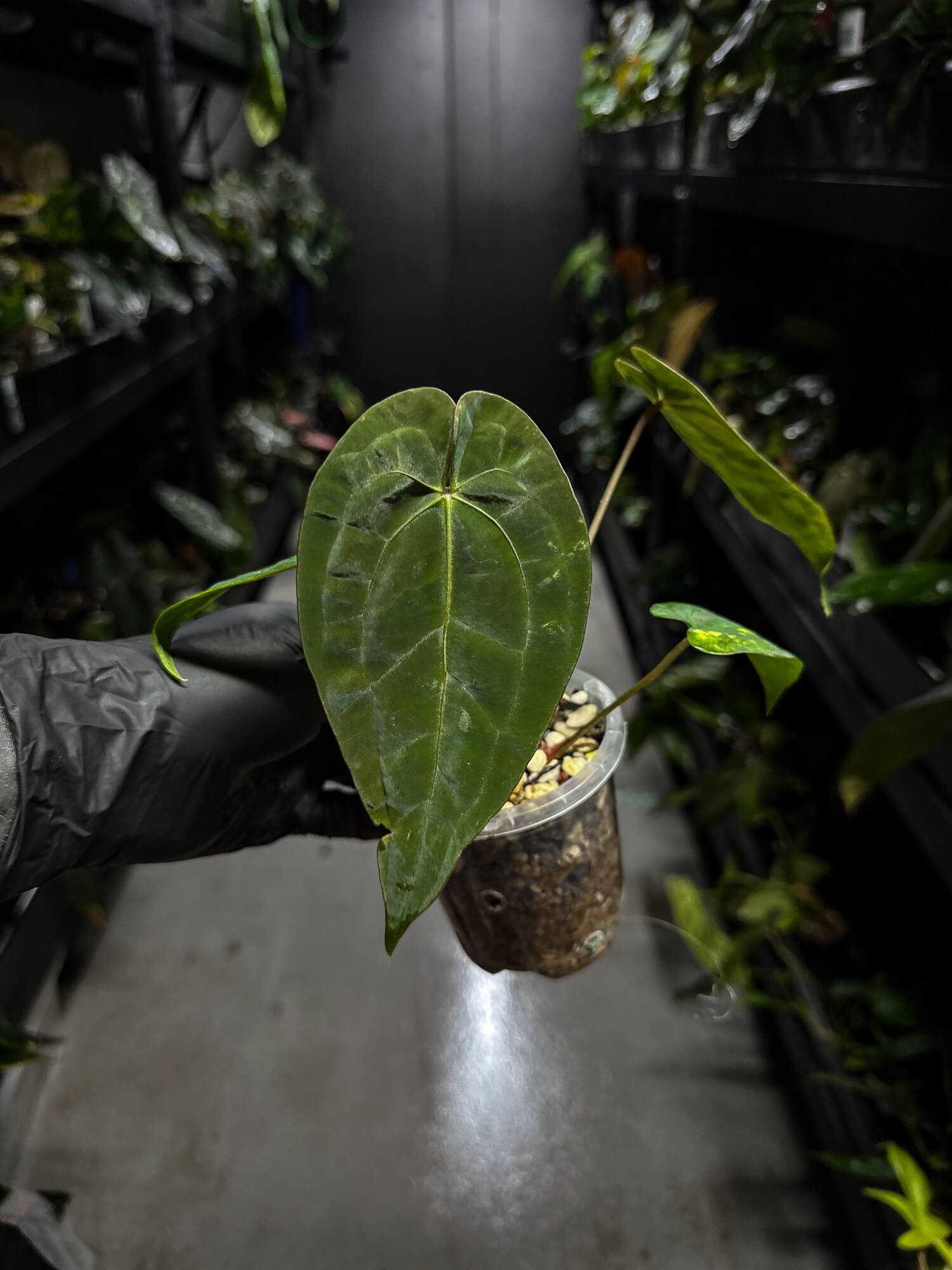 Anthurium papillilaminum 'Black pap' x 'RVDP / Red Vein Dark