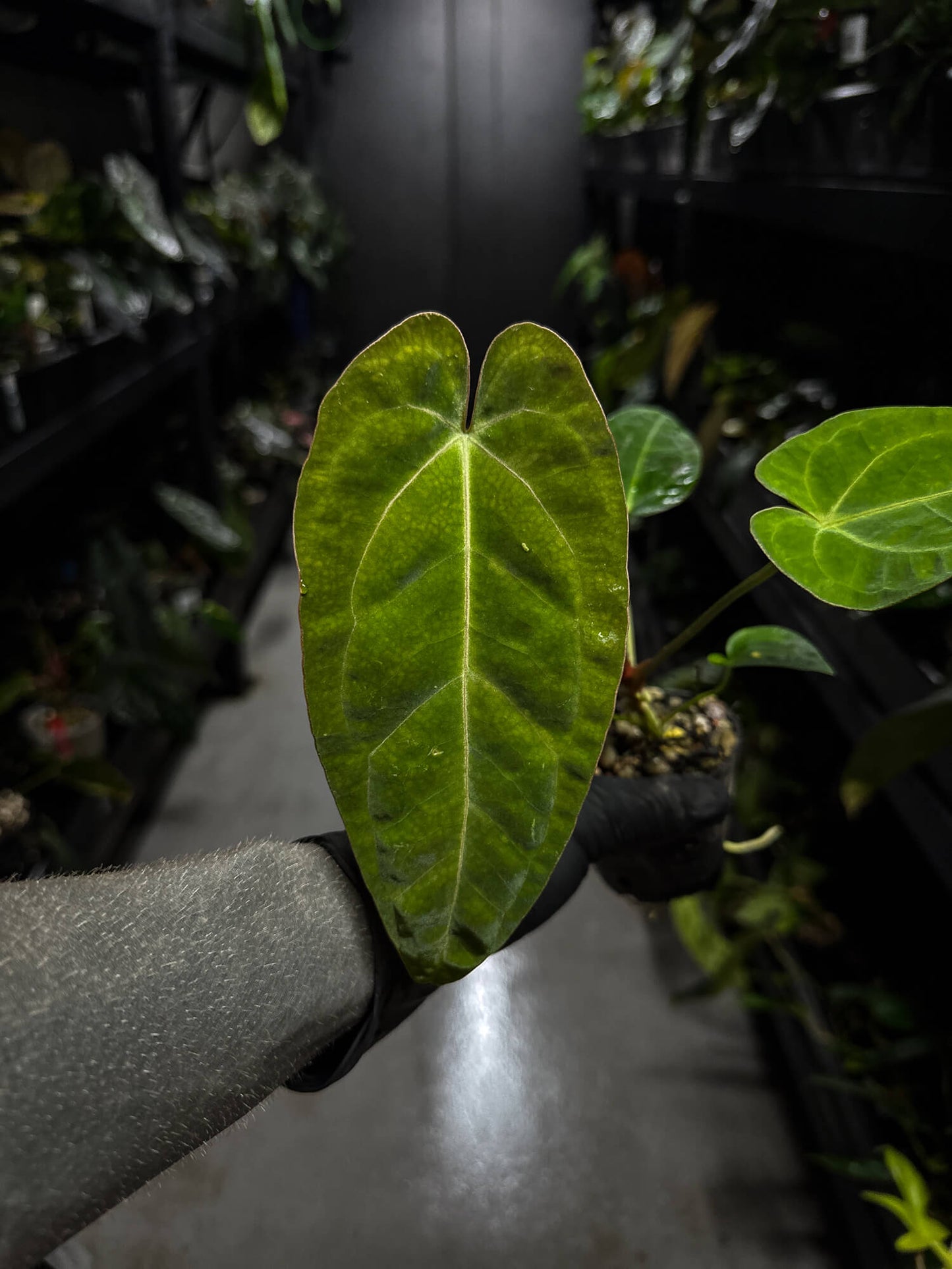 Anthurium (pap x dress ex. JS s1) x (regale x 'Silver Chrome')