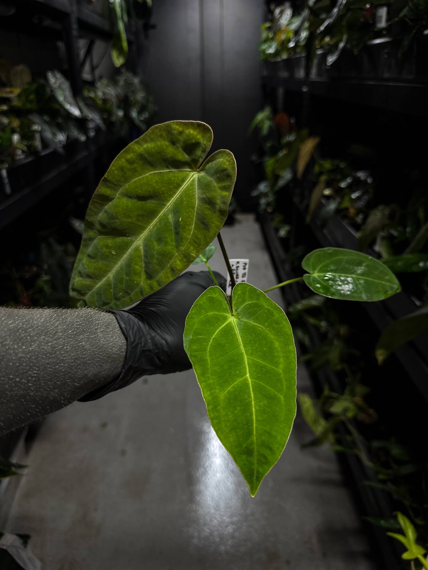 Anthurium (pap x dress ex. JS s1) x (regale x 'Silver Chrome')