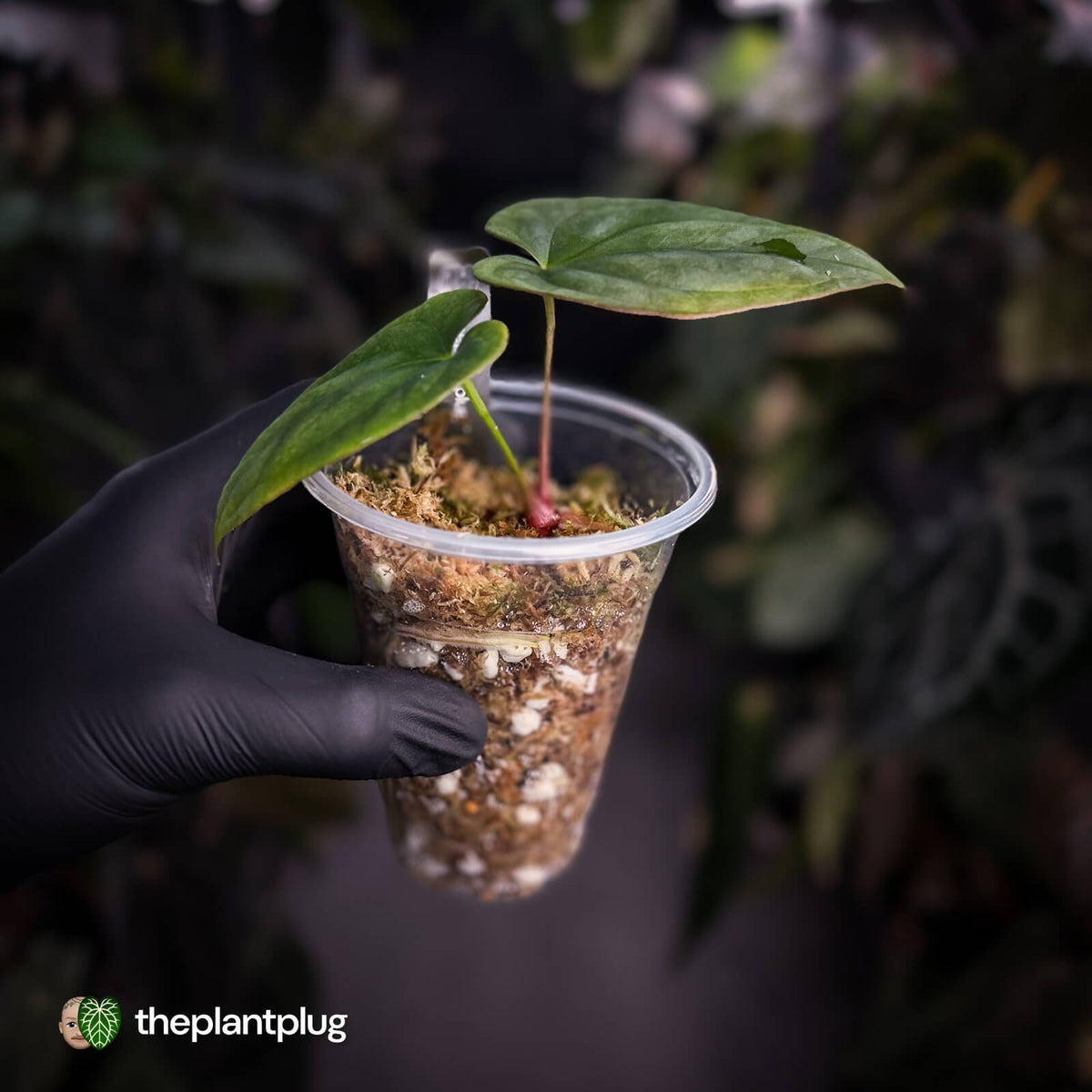 Anthurium antolakii ('Round' x 'RA1') • mother plant clone