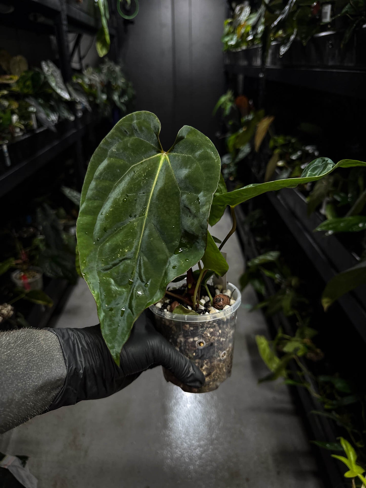 Anthurium papillilaminum hybrid 'Dropbear' x unknown