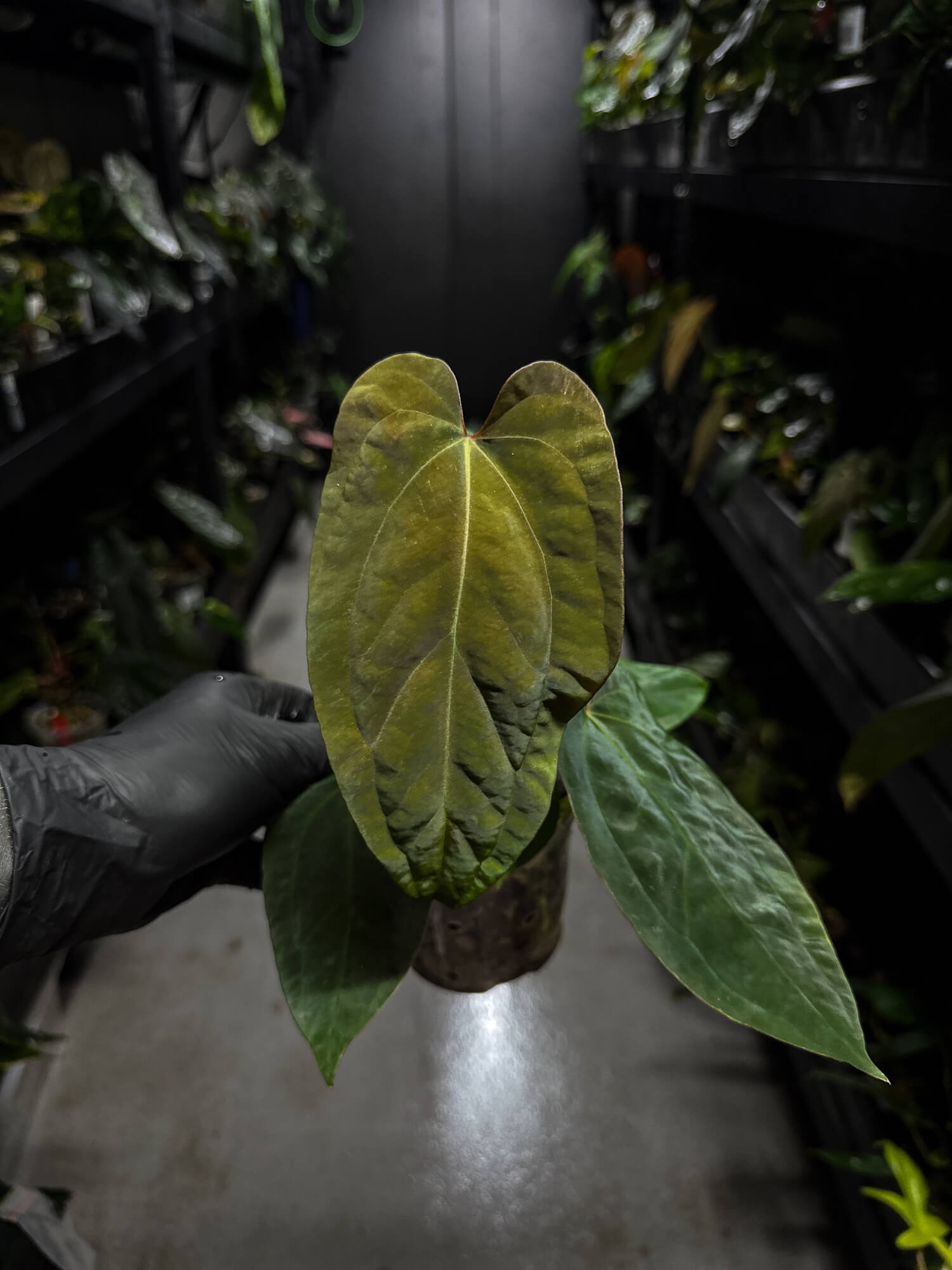 Anthurium papillilaminum hybrid 'Dropbear' x unknown