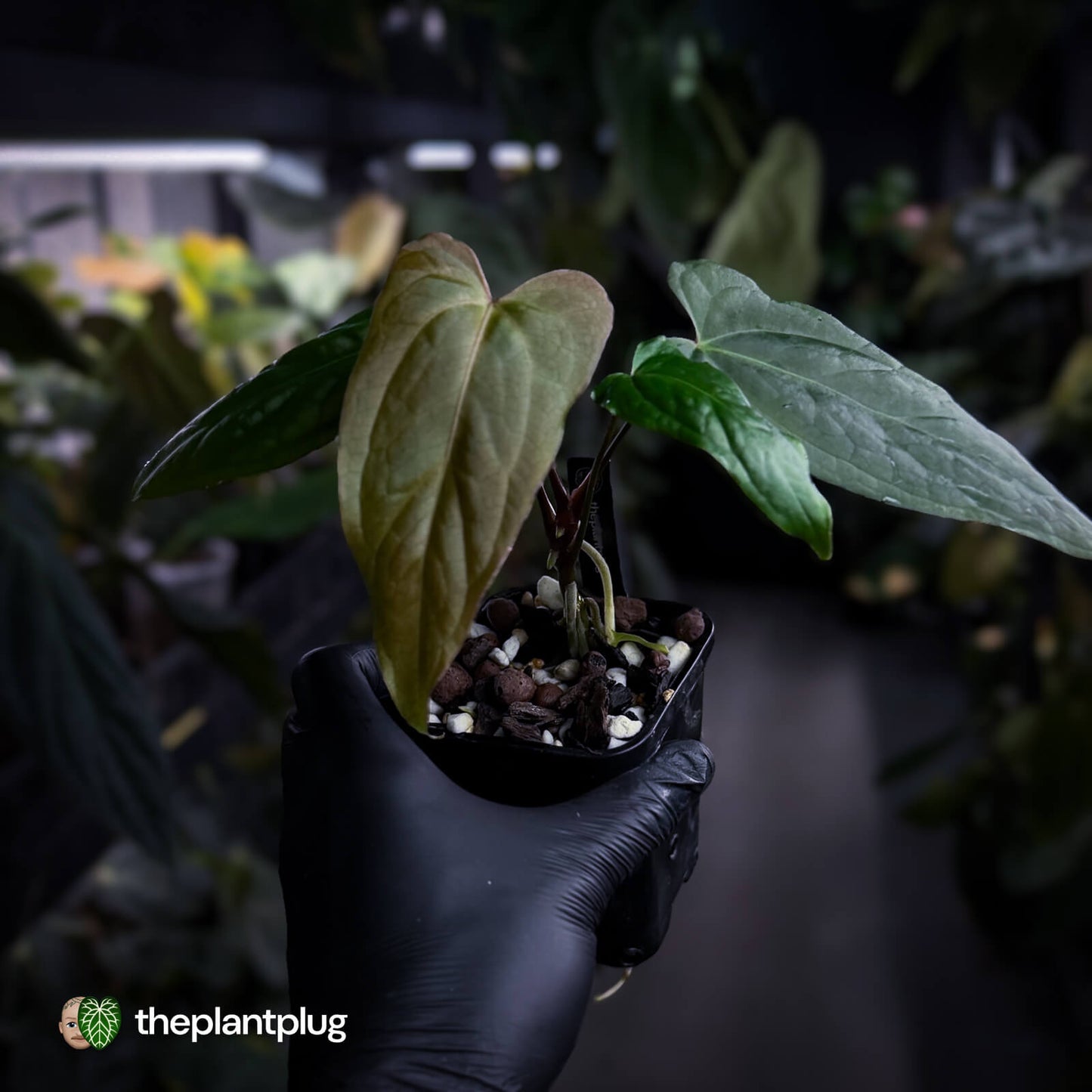 Anthurium NOID x #BlackCherry 'Red'