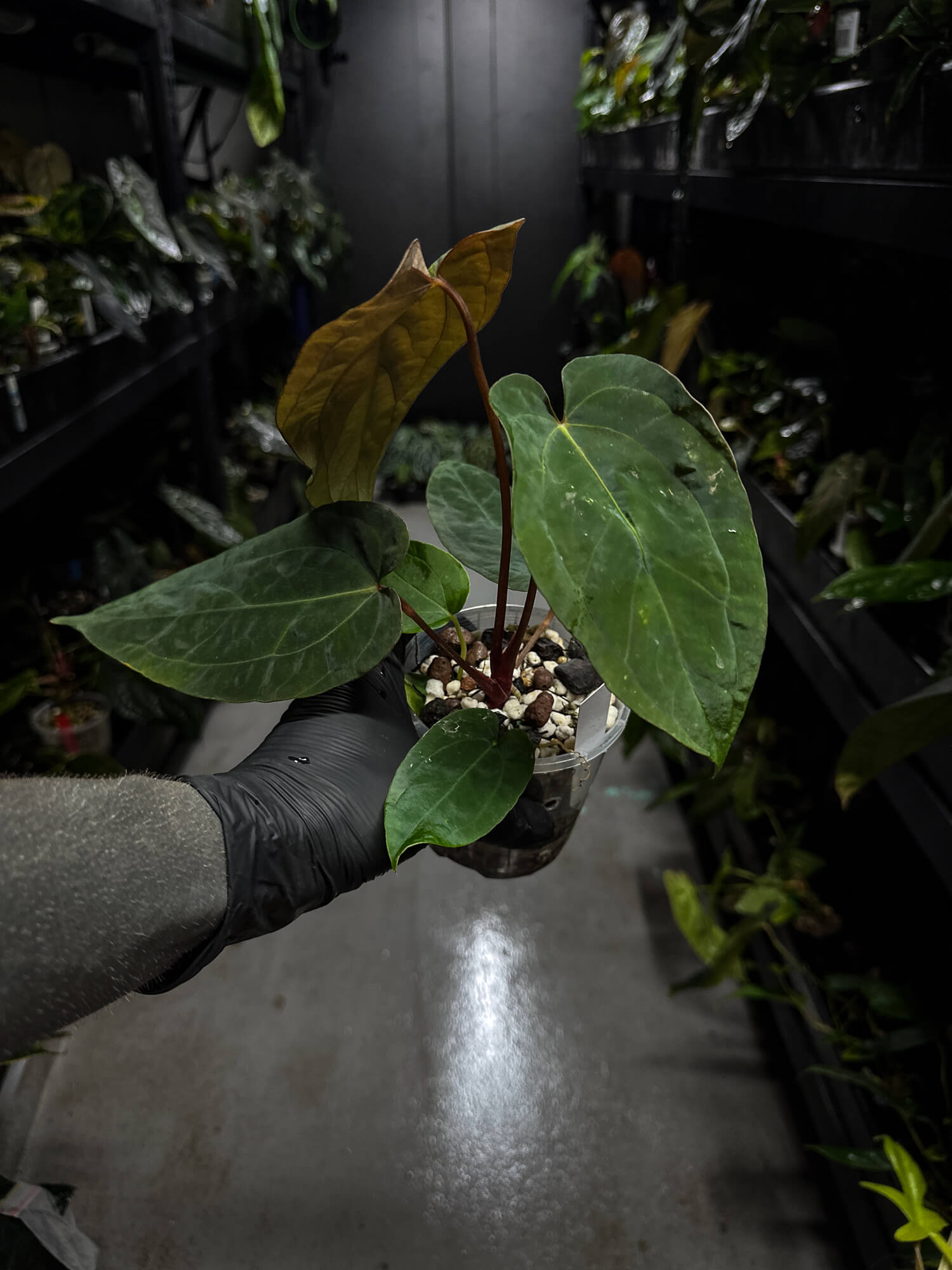 Anthurium papillilaminum hybrid 'Dropbear' x unknown