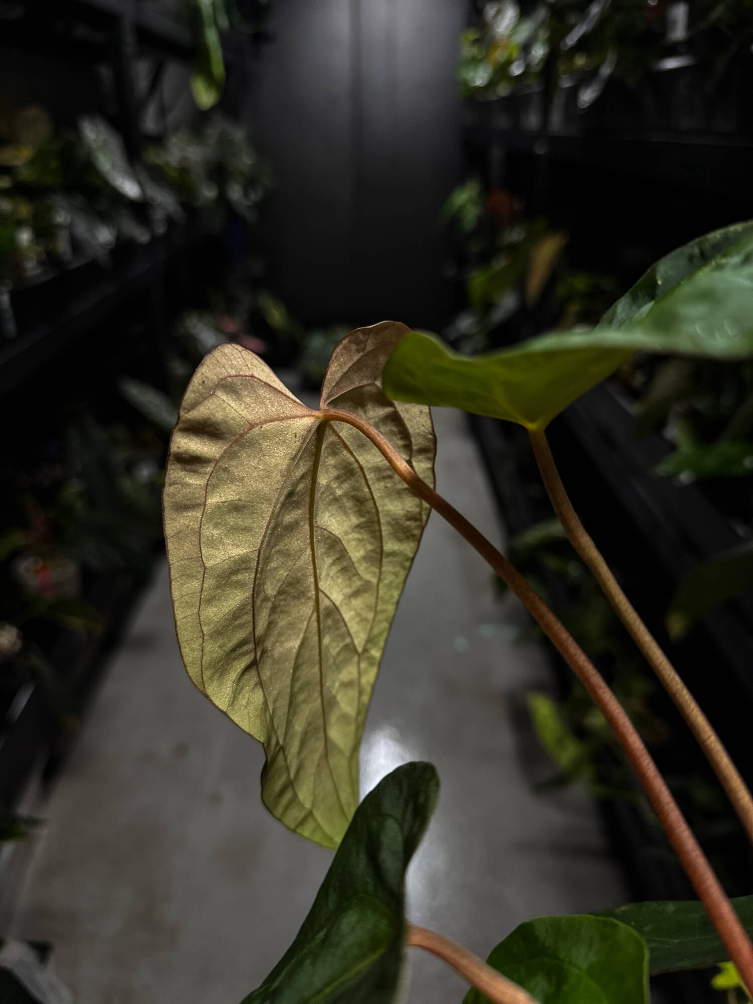 Anthurium papillilaminum hybrid 'Dropbear' x unknown
