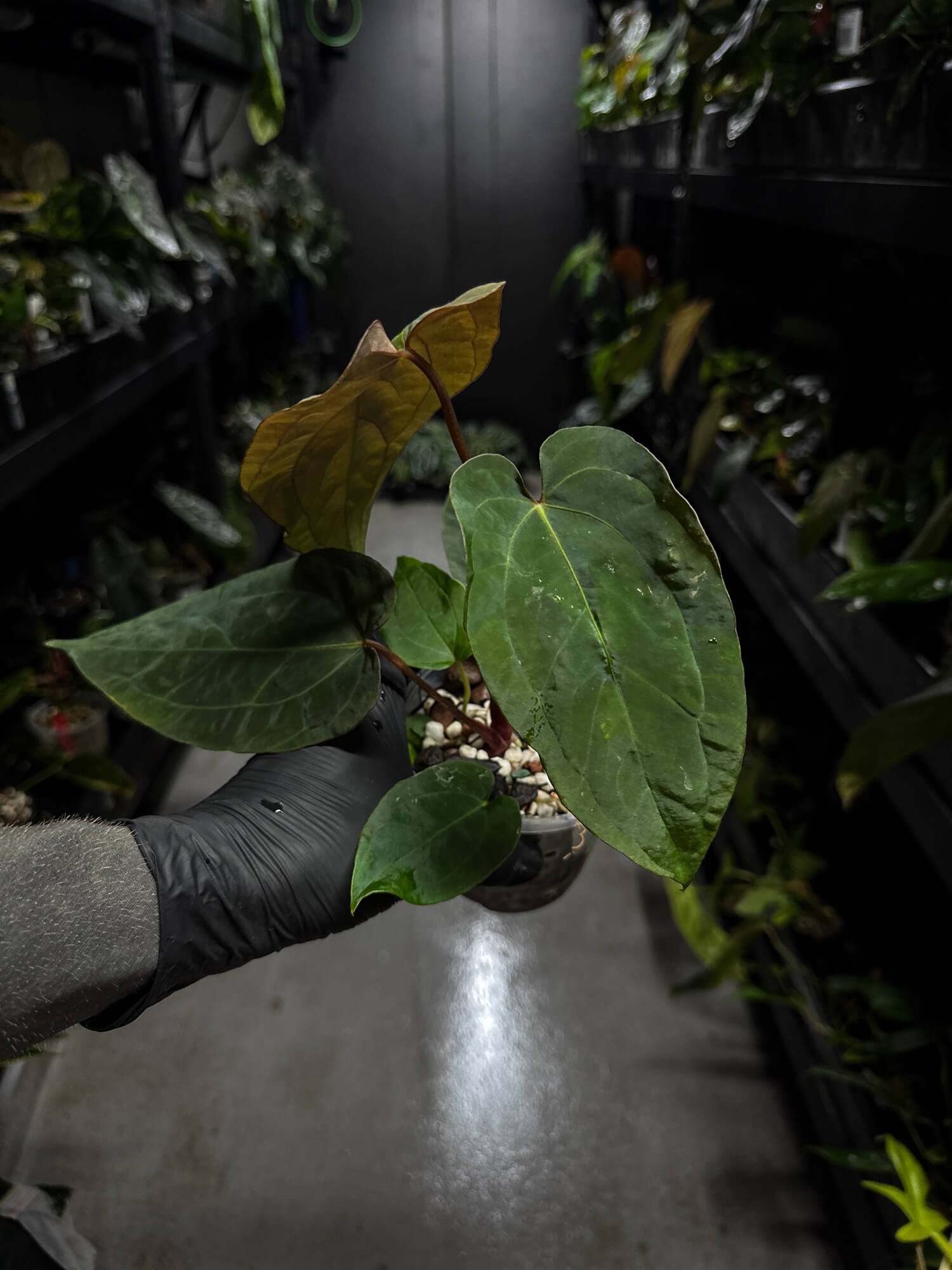 Anthurium papillilaminum hybrid 'Dropbear' x unknown