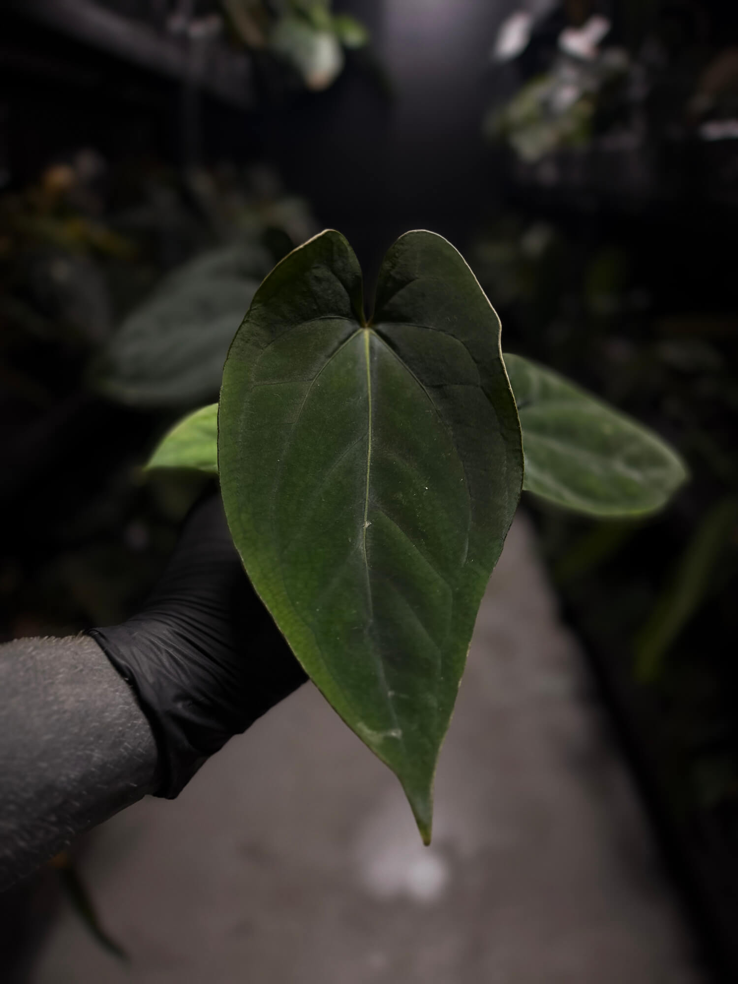 Anthurium (dressleri 'RG' f2 x carlablackiae) x kunayalense 'RA7'