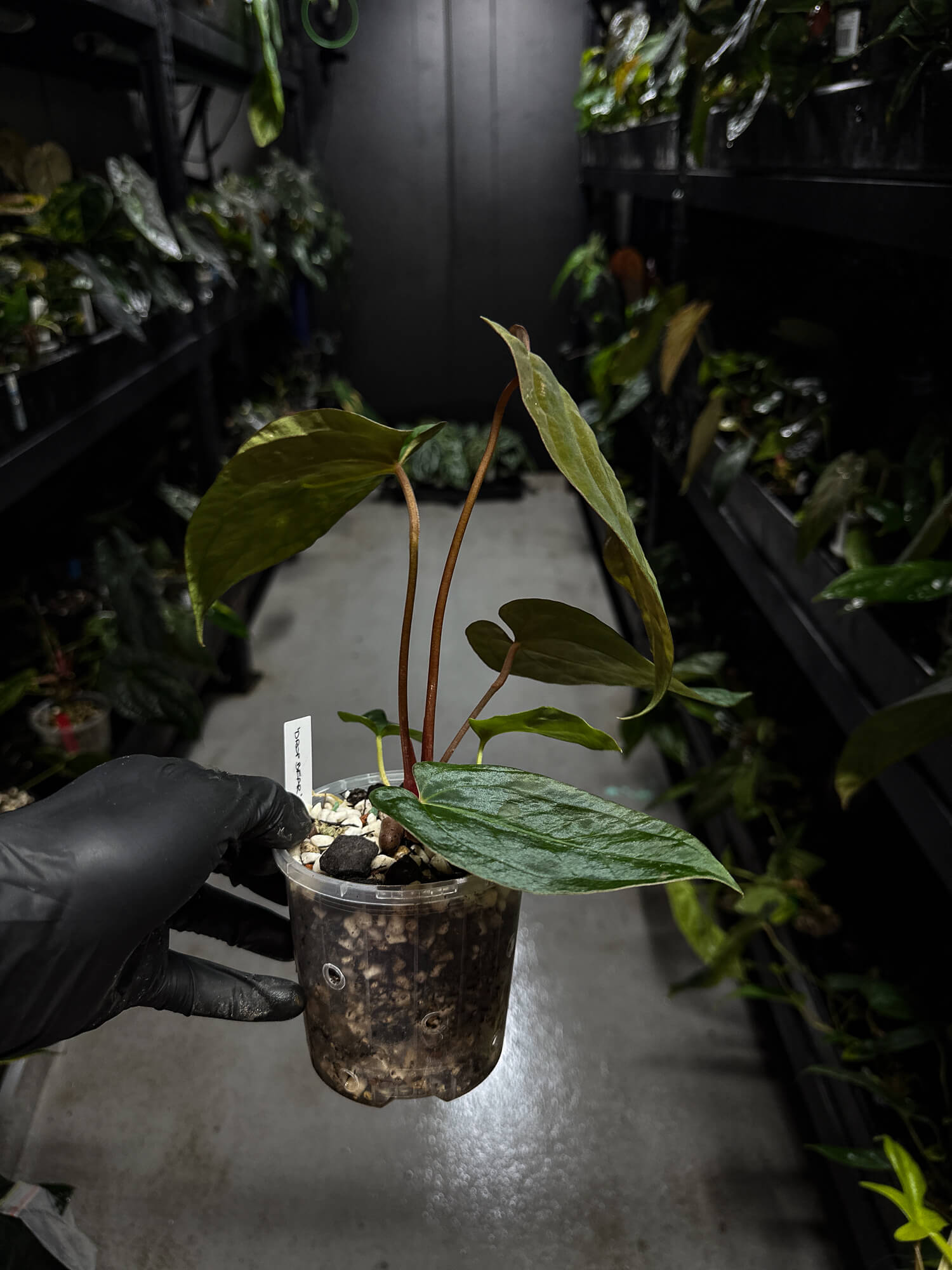 Anthurium papillilaminum hybrid 'Dropbear' x unknown