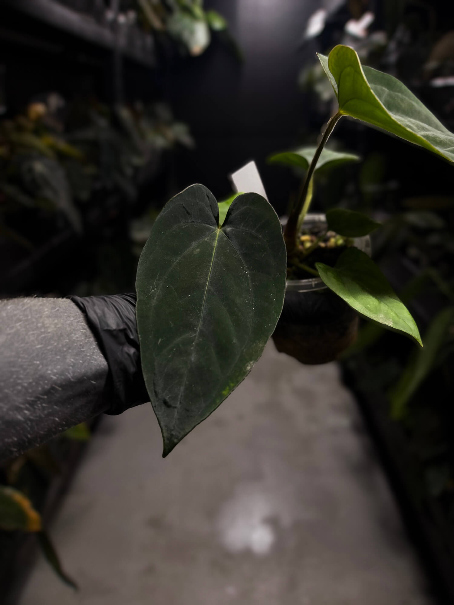 Anthurium (dressleri 'RG' f2 x carlablackiae) x kunayalense 'RA7'