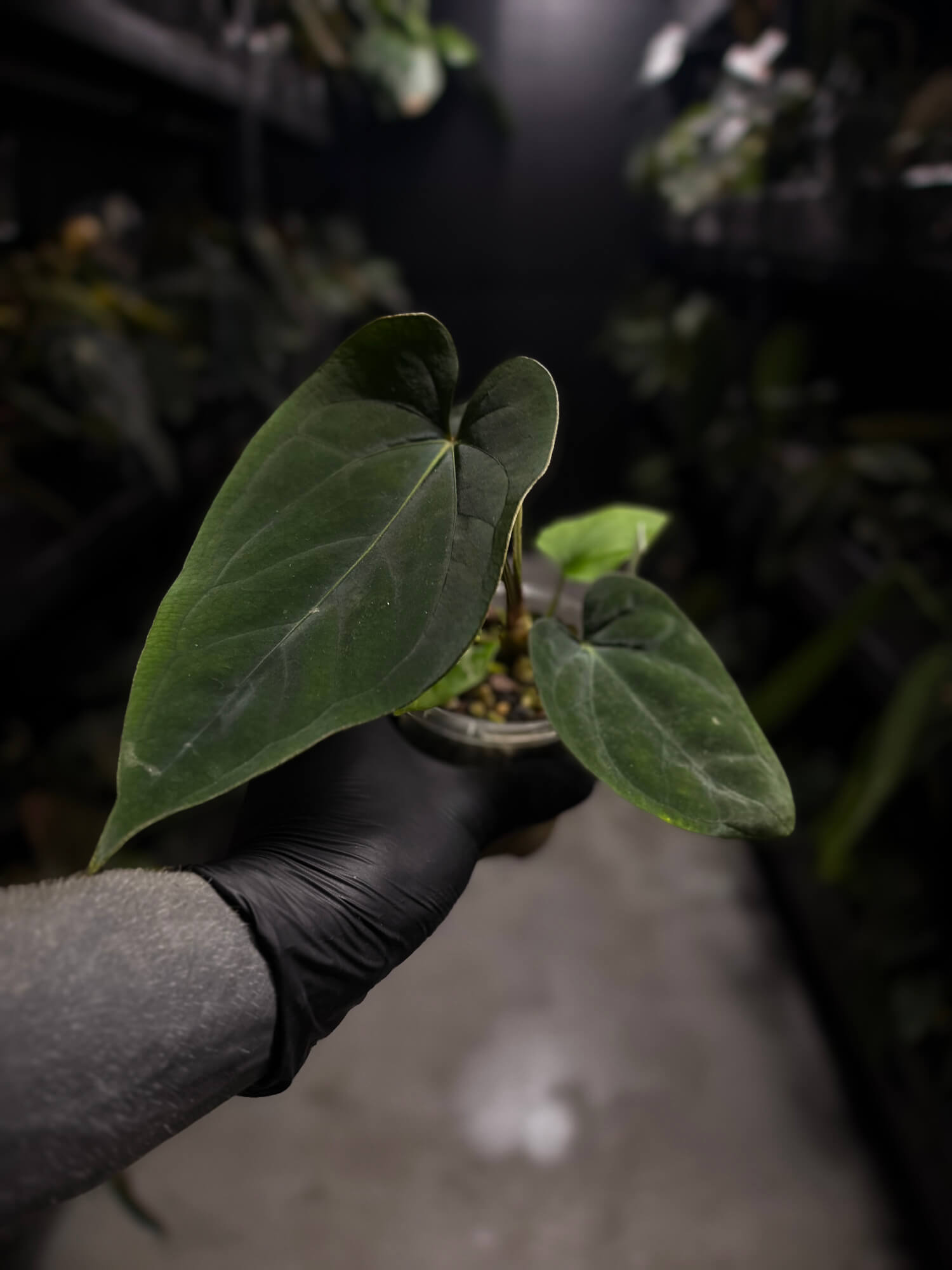Anthurium (dressleri 'RG' f2 x carlablackiae) x kunayalense 'RA7'