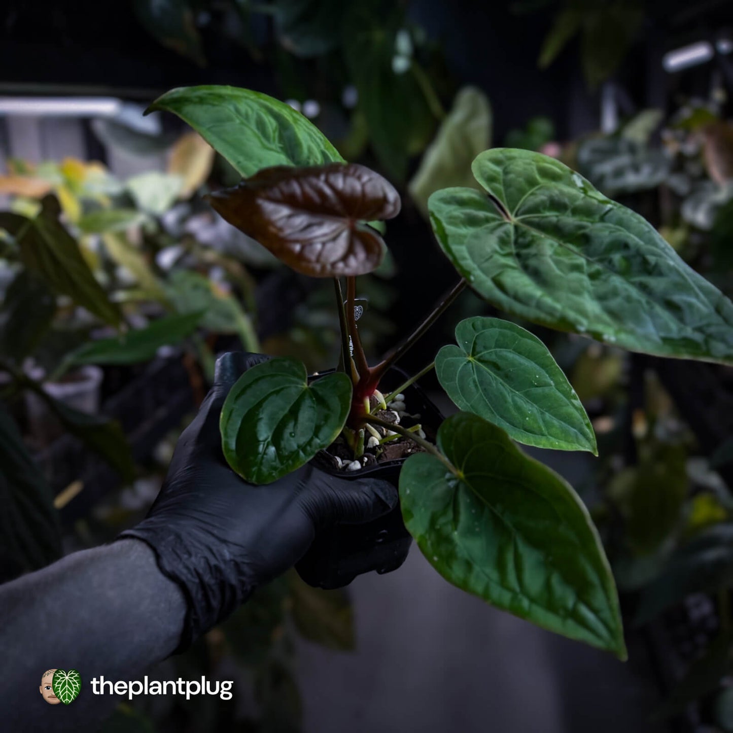 Anthurium Calculus x Black Cherry
