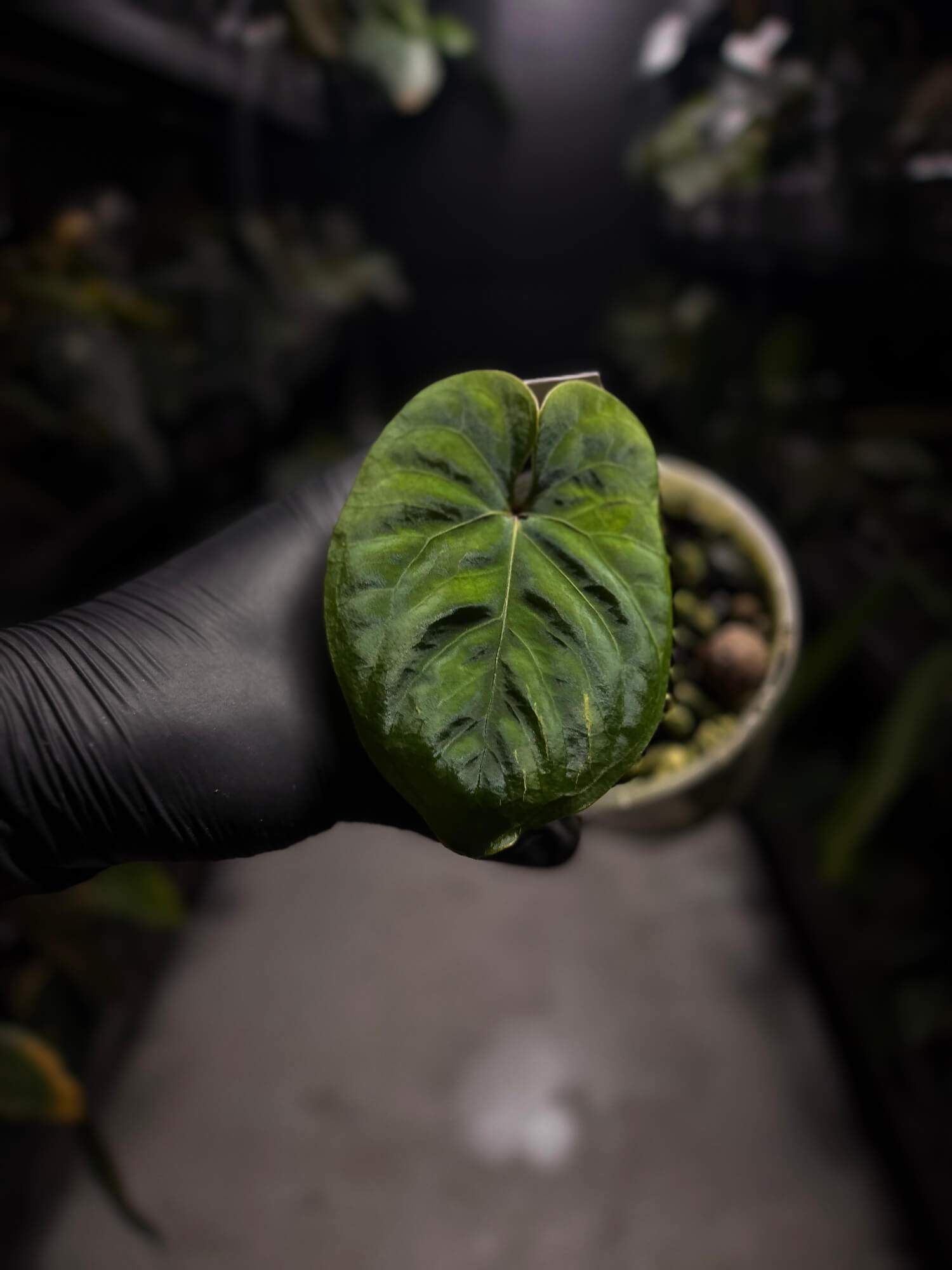 Anthurium sp. 'Peru velvet'