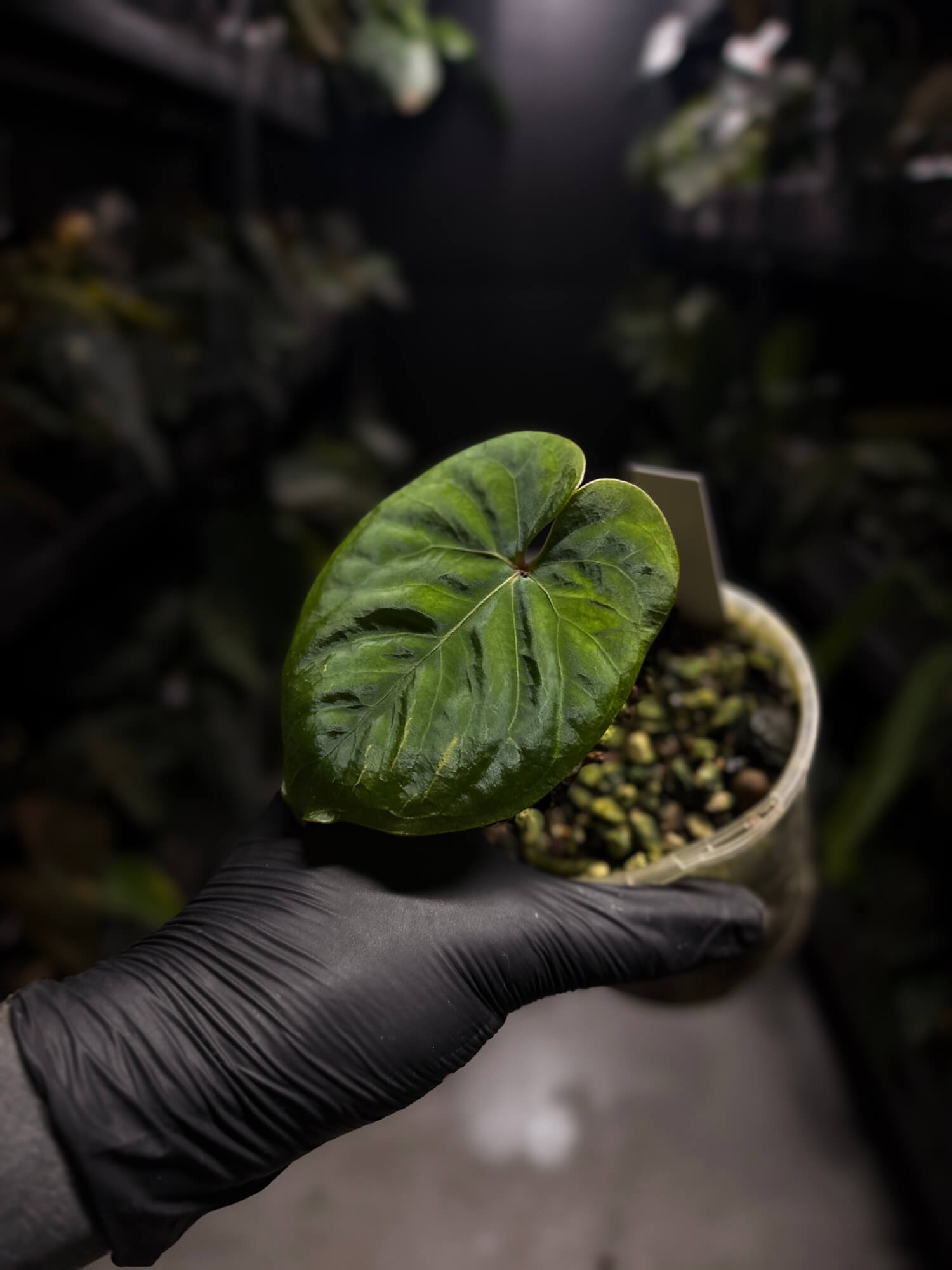 Anthurium sp. 'Peru velvet'